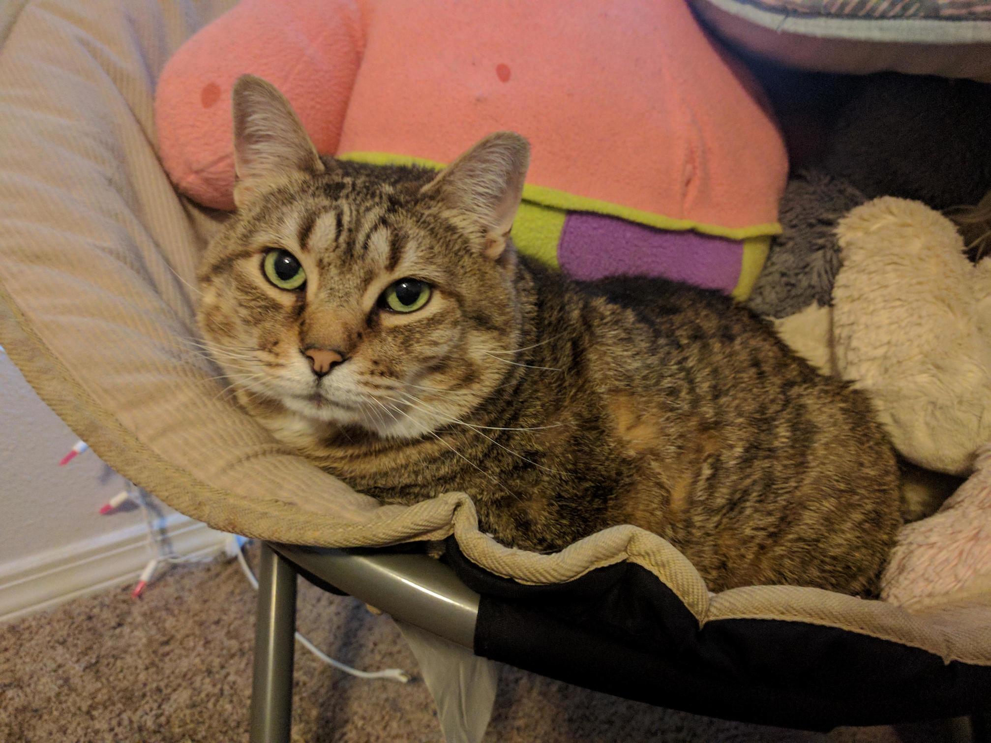 My Baby Grover Chilling in His Fave Spot
