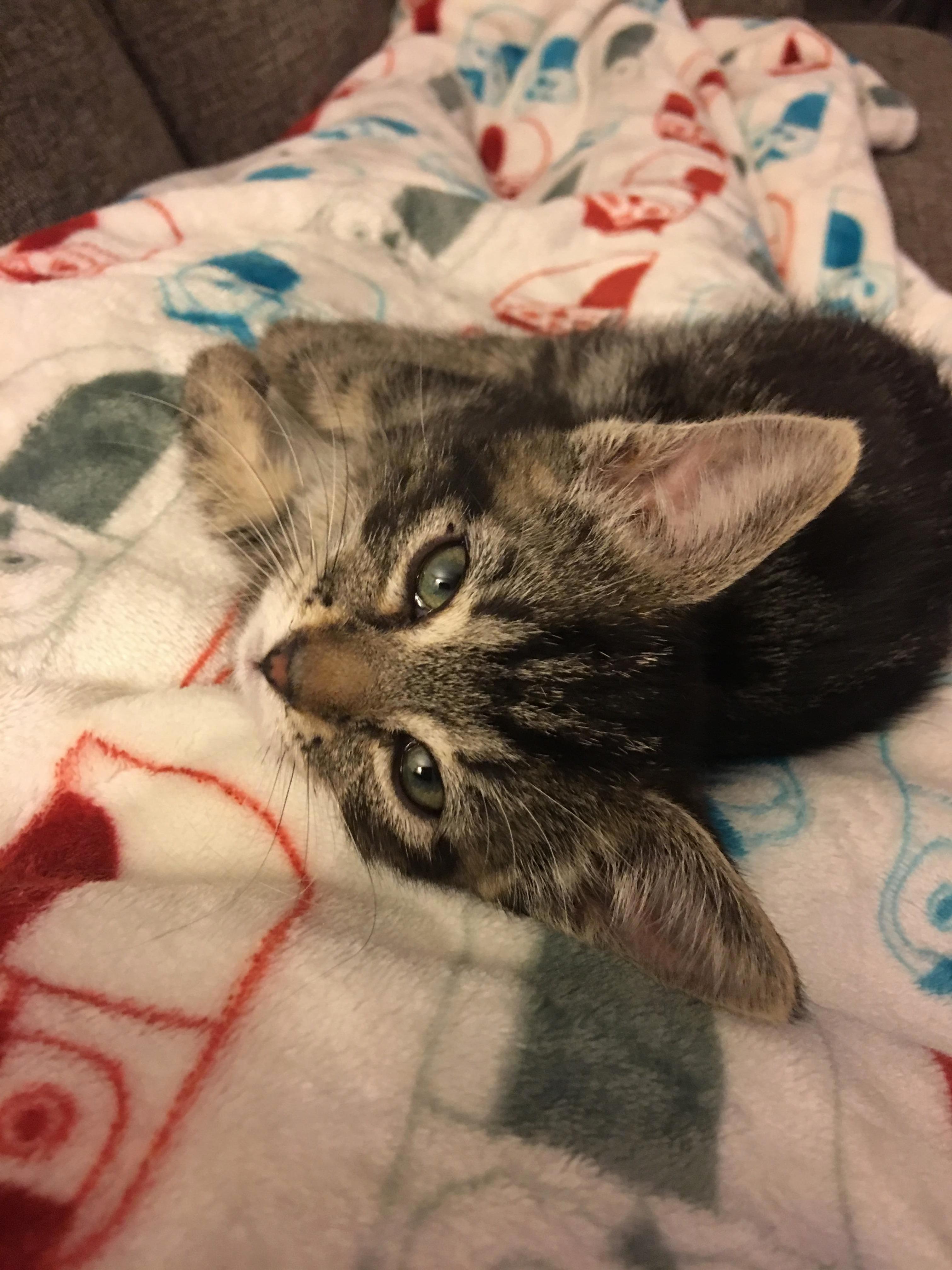 My Baby Kitten Is Sleepy and Very Photogenic.