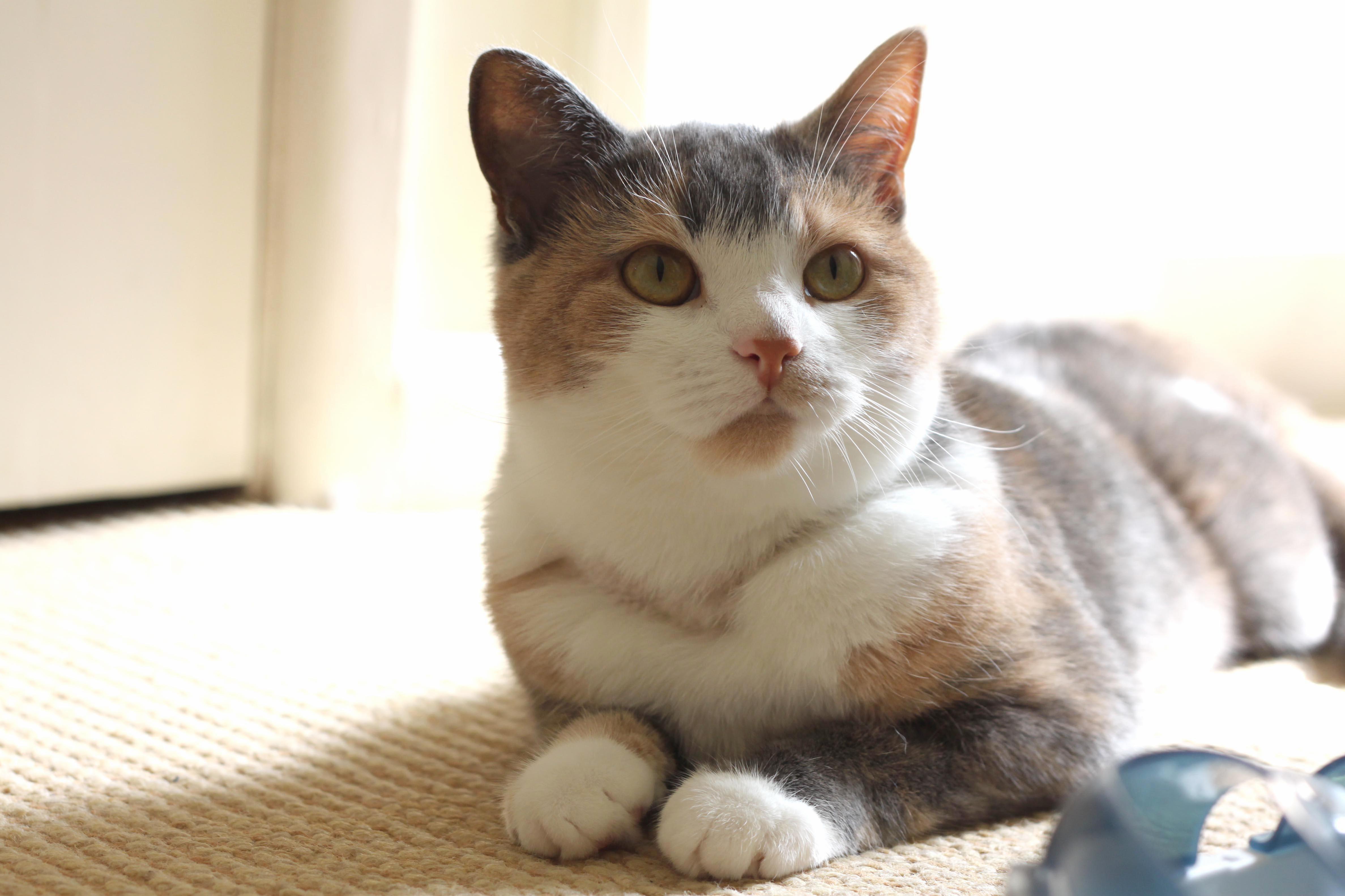 My Baby Was Poorly a Couple of Weeks Ago and Had to Spend Some Time with the Vet Here She Is Home All Better