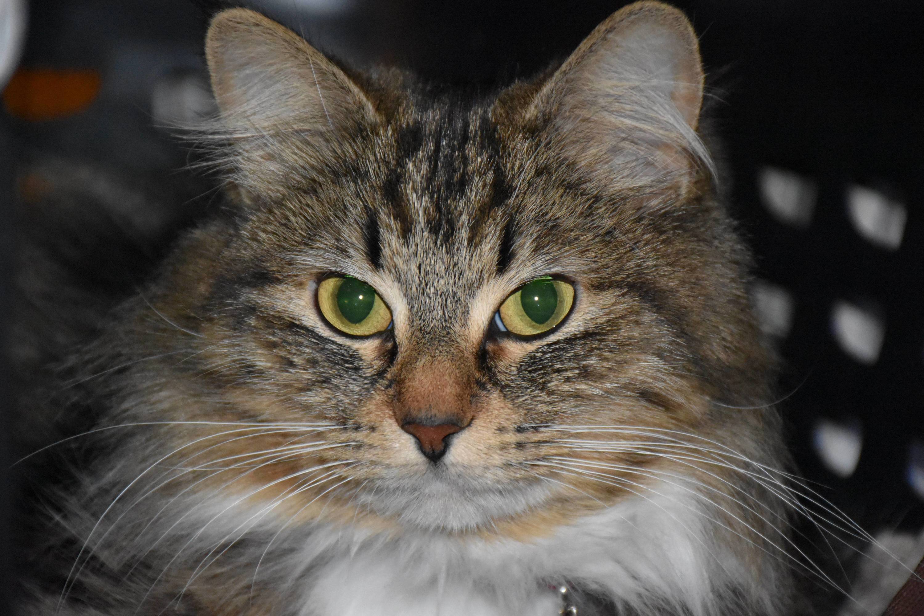 My Ball of Fluff Halo Though Her Name Should Have Been Claws.