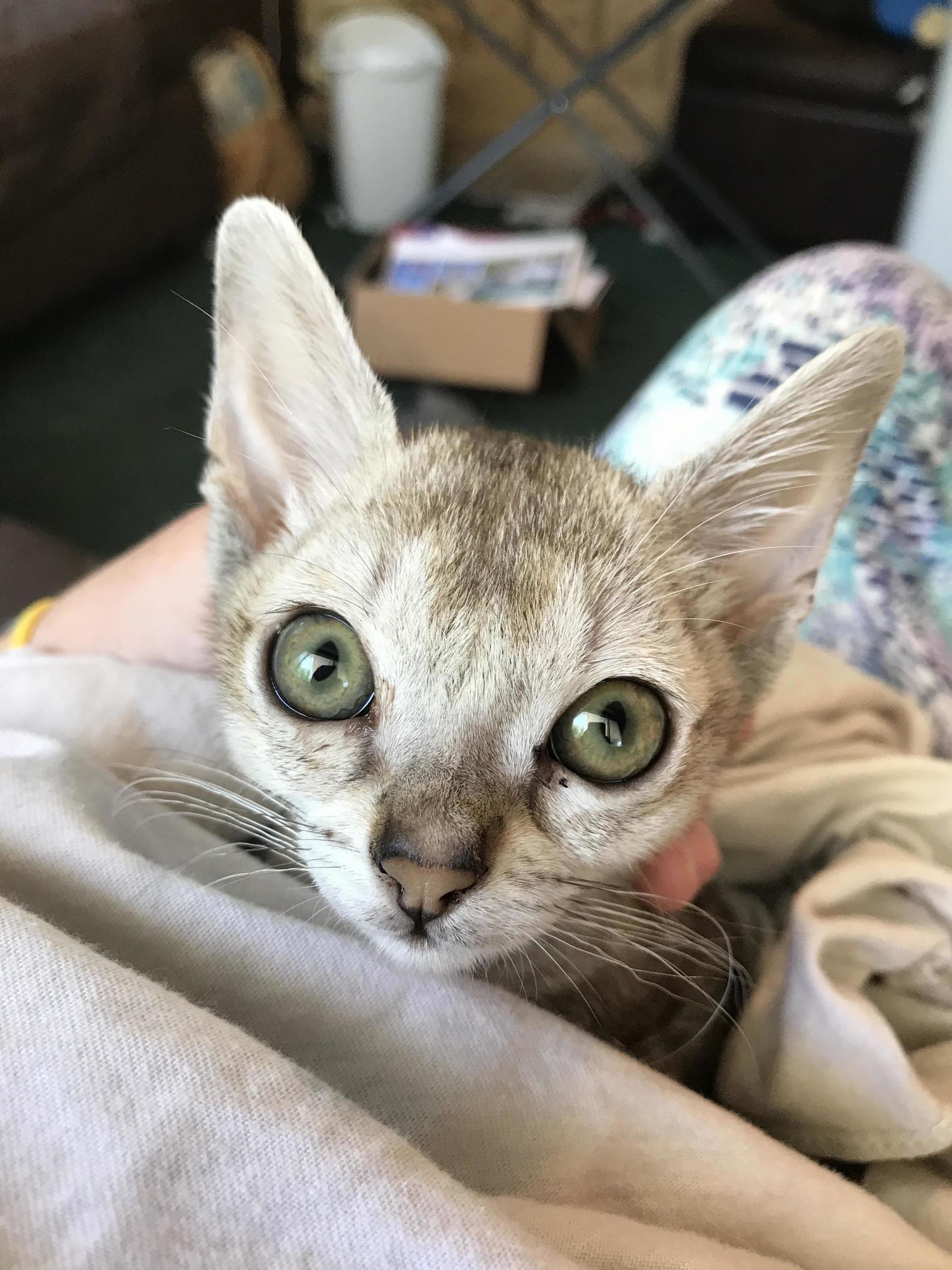 My Beautiful Baby Odin. the Best Gift I Ve Ever Received