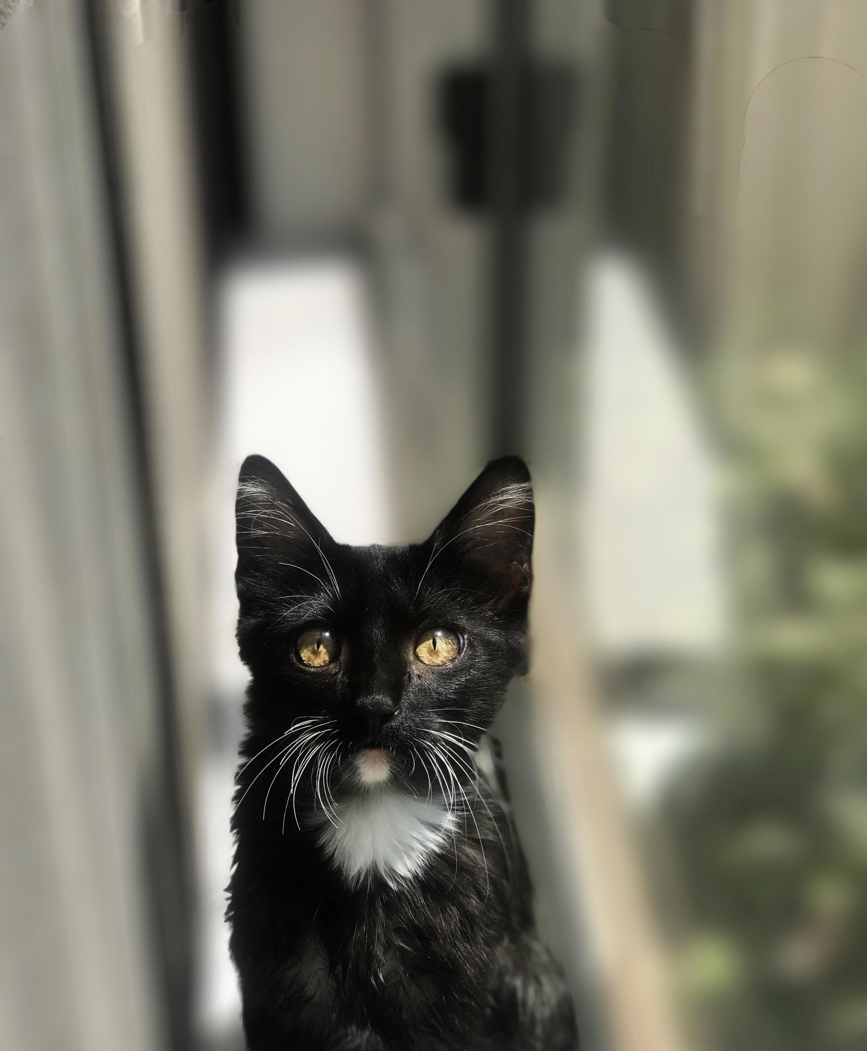 My Beautiful Kitten. Grahams.