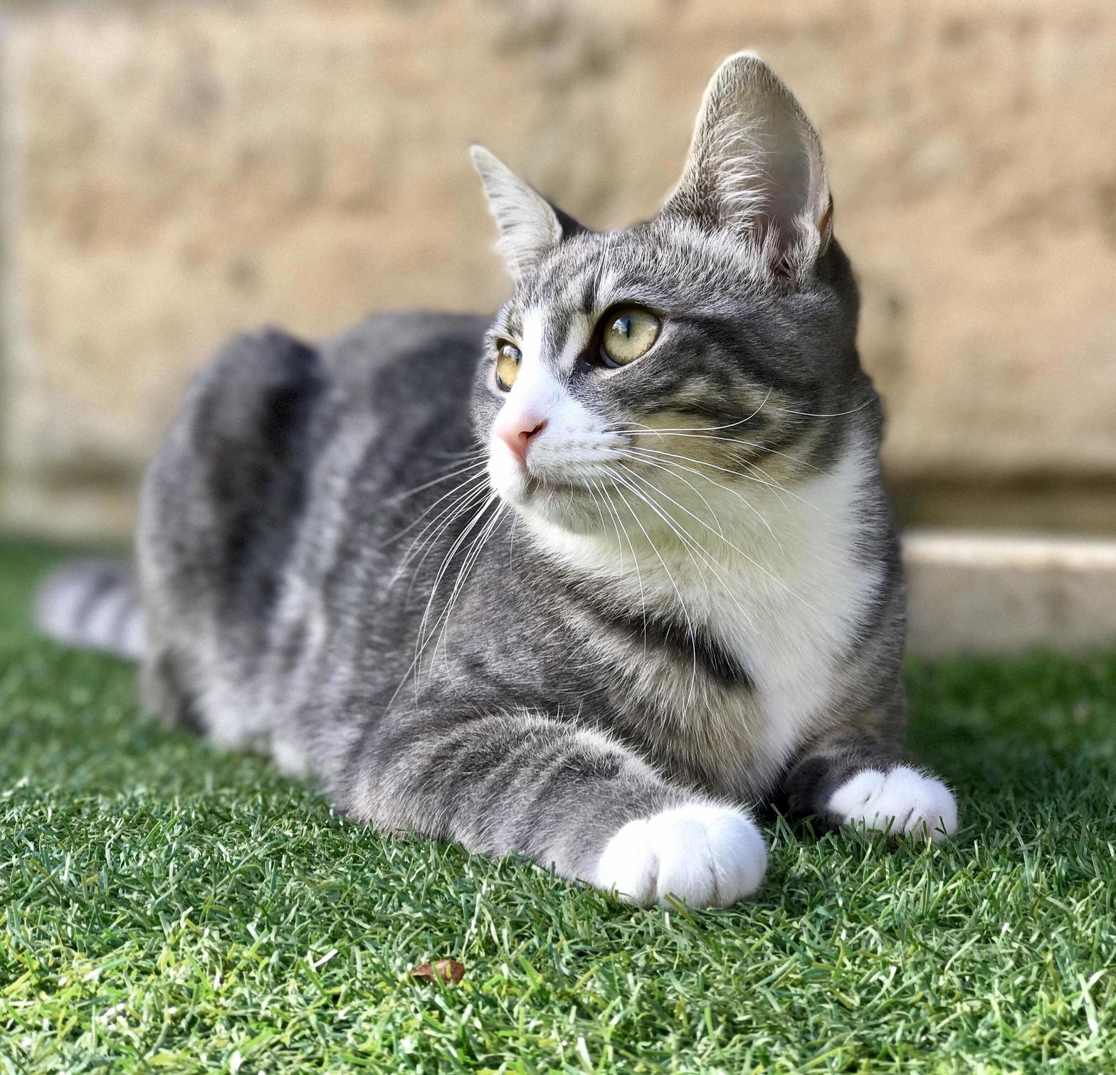 My Beautiful Luna in the Backyard