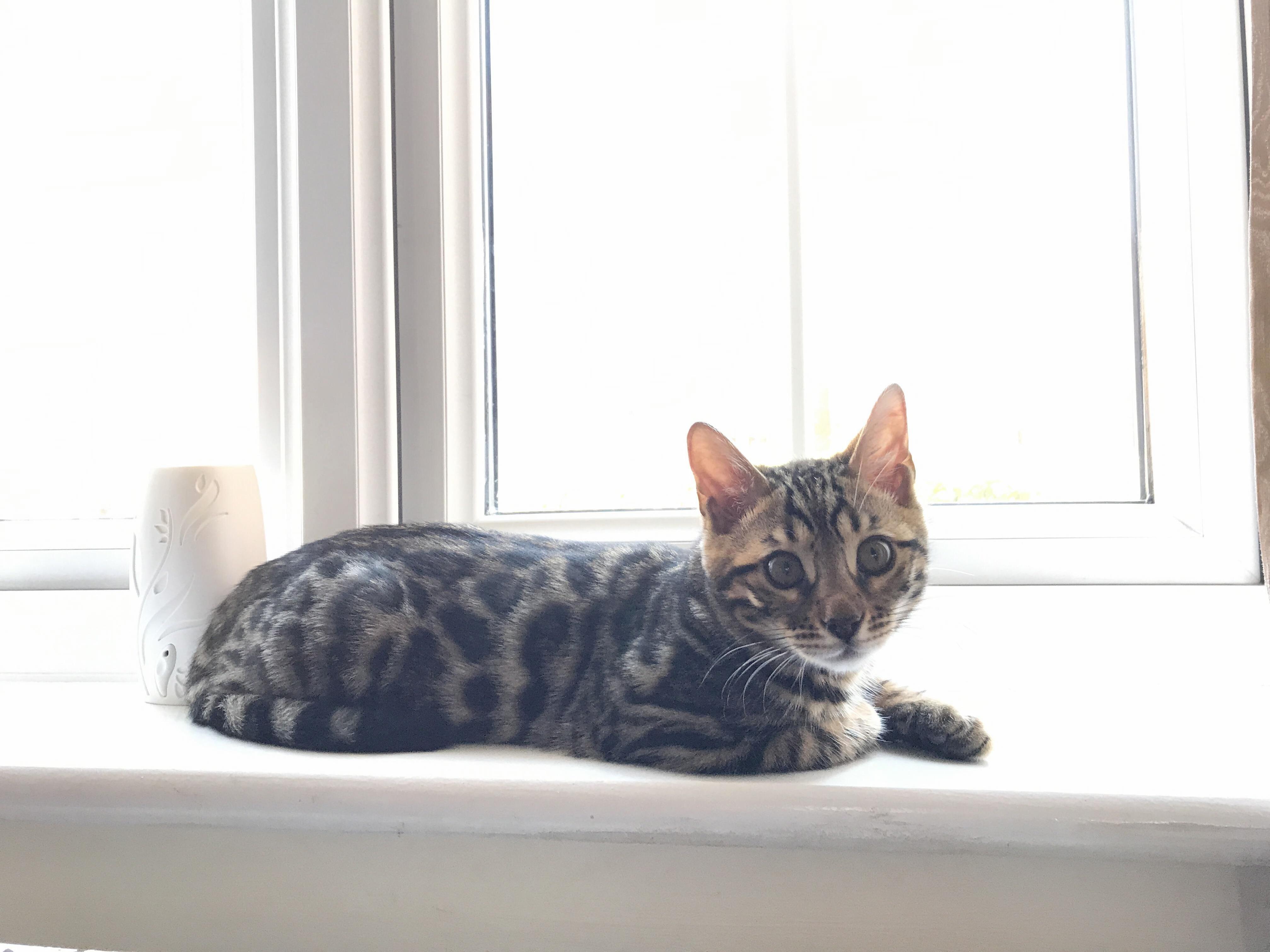 My Bengal Being Fabulous