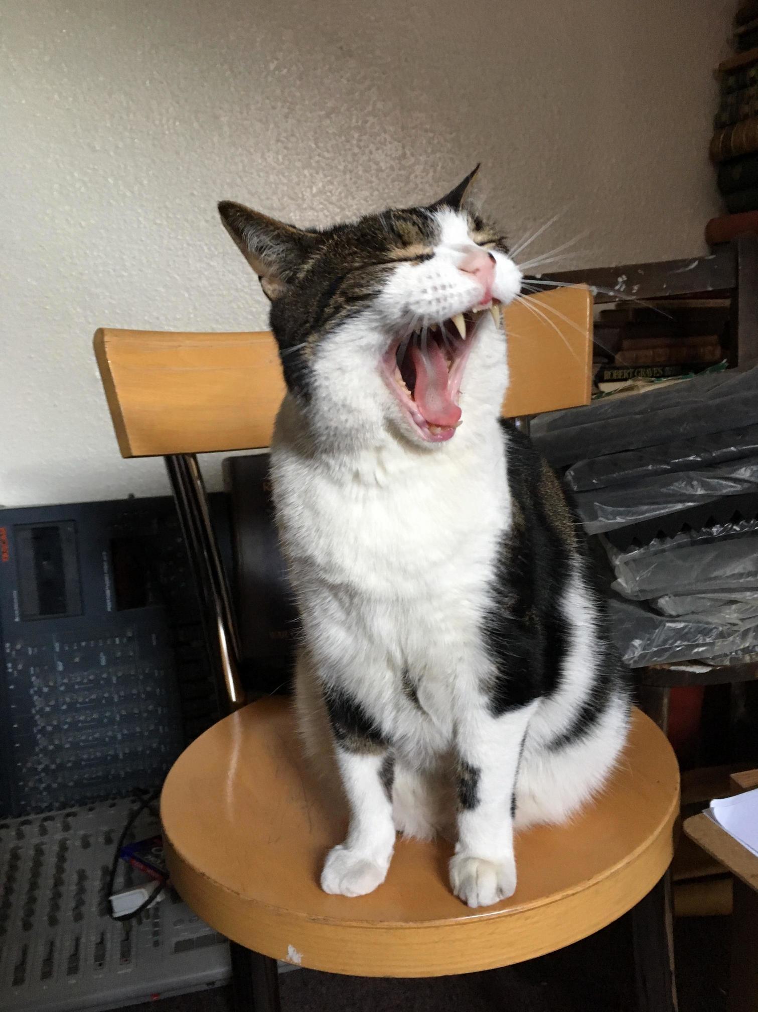 My Big Fat Laughing Cat