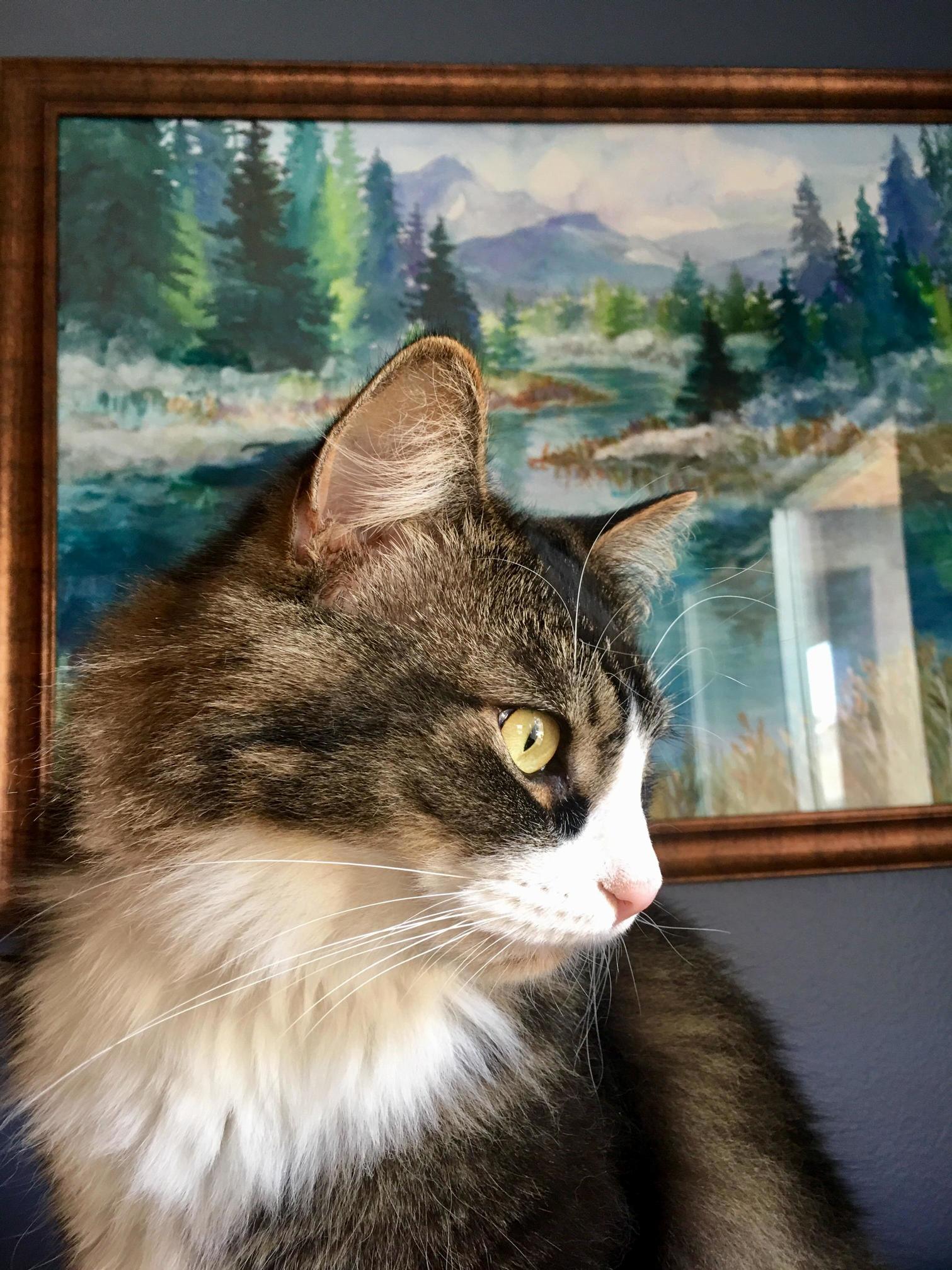 My Big Kitty.