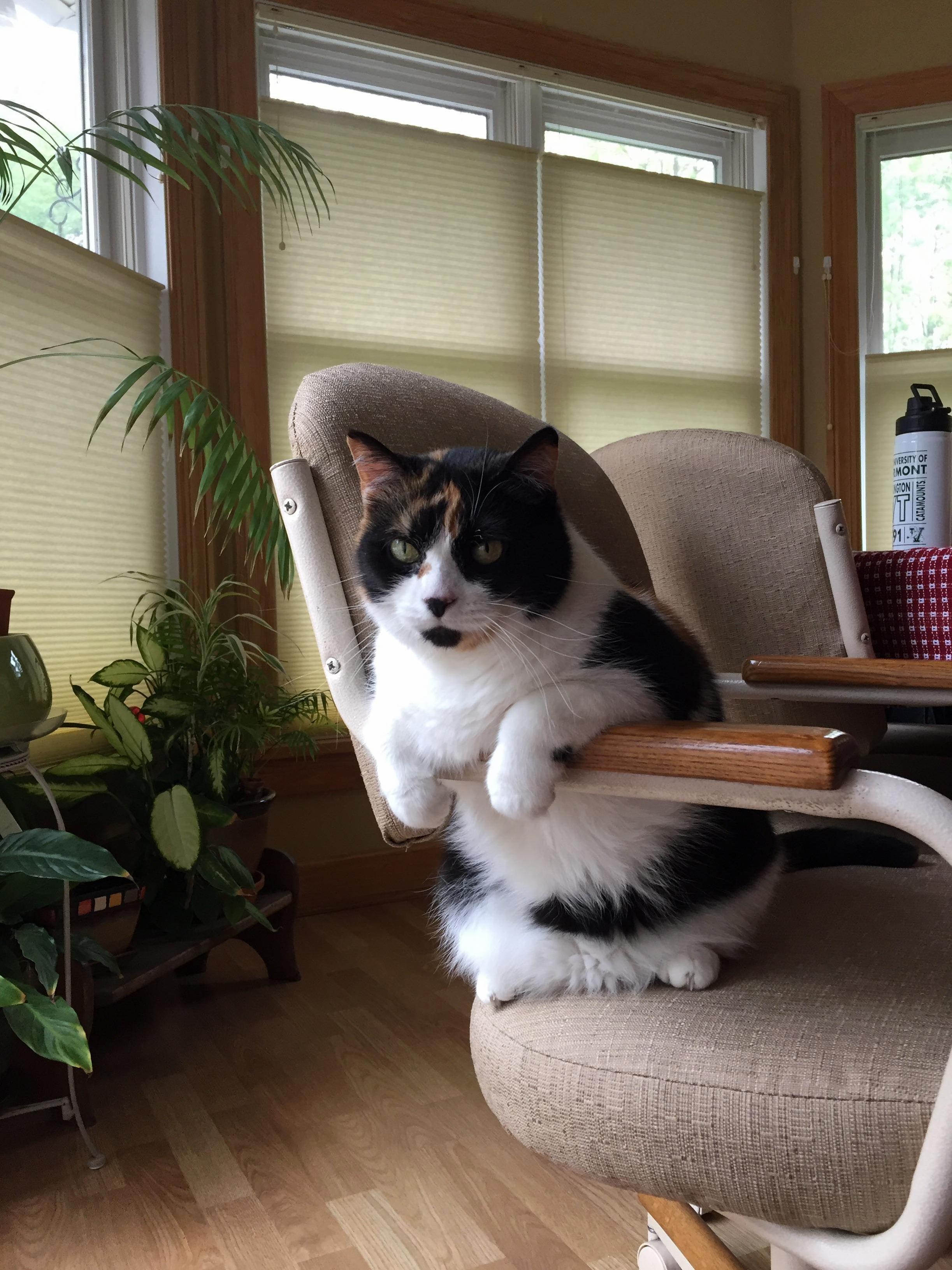 My Bird Watcher Perched.