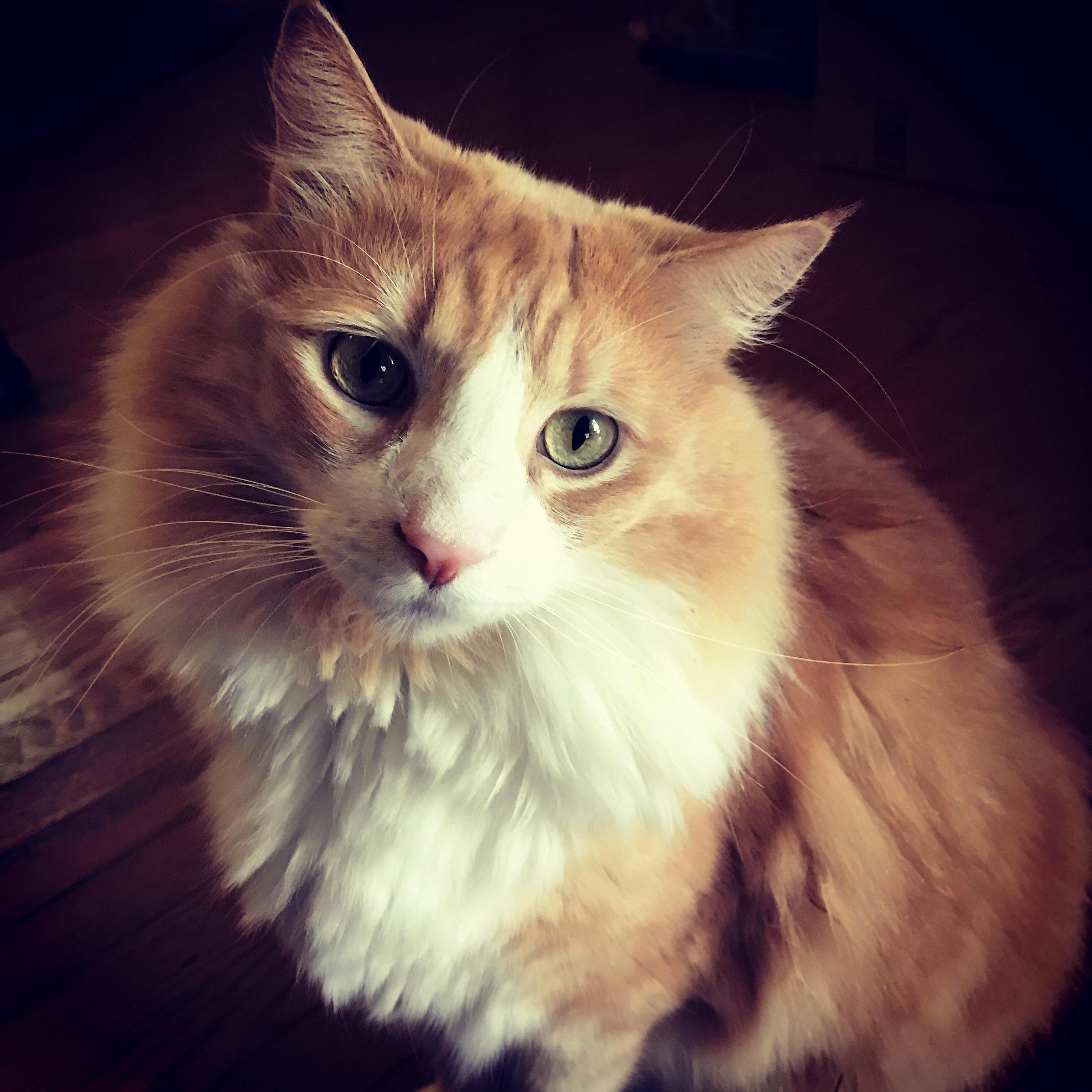 My Boy Ford Prefect