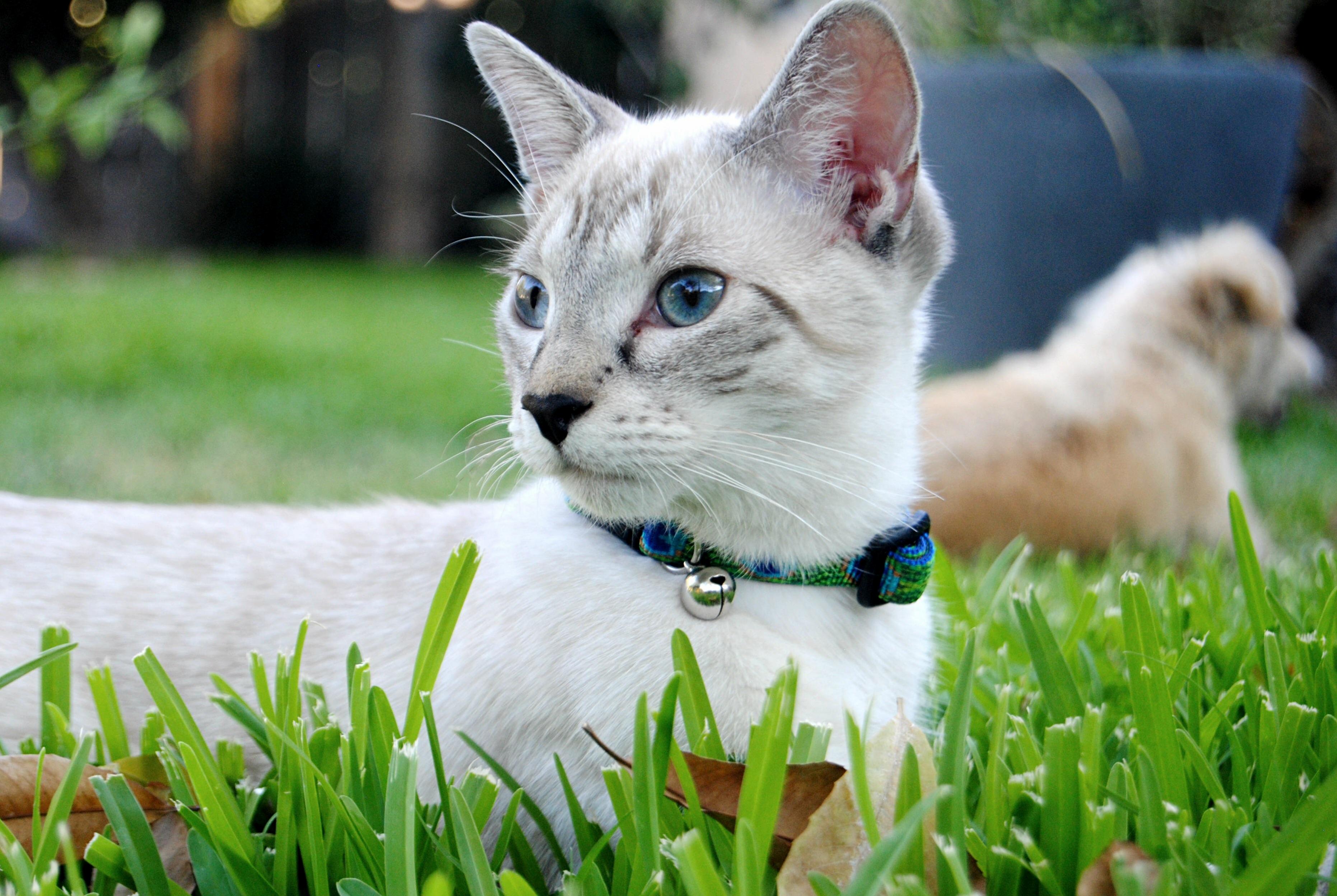 My Boy Hercules