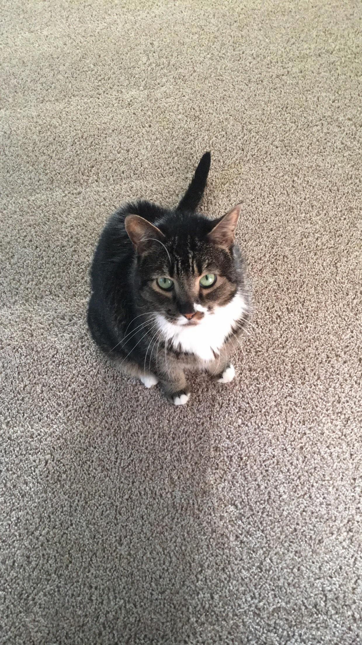 My Boy Is 12 This Year. This Is Ninja.