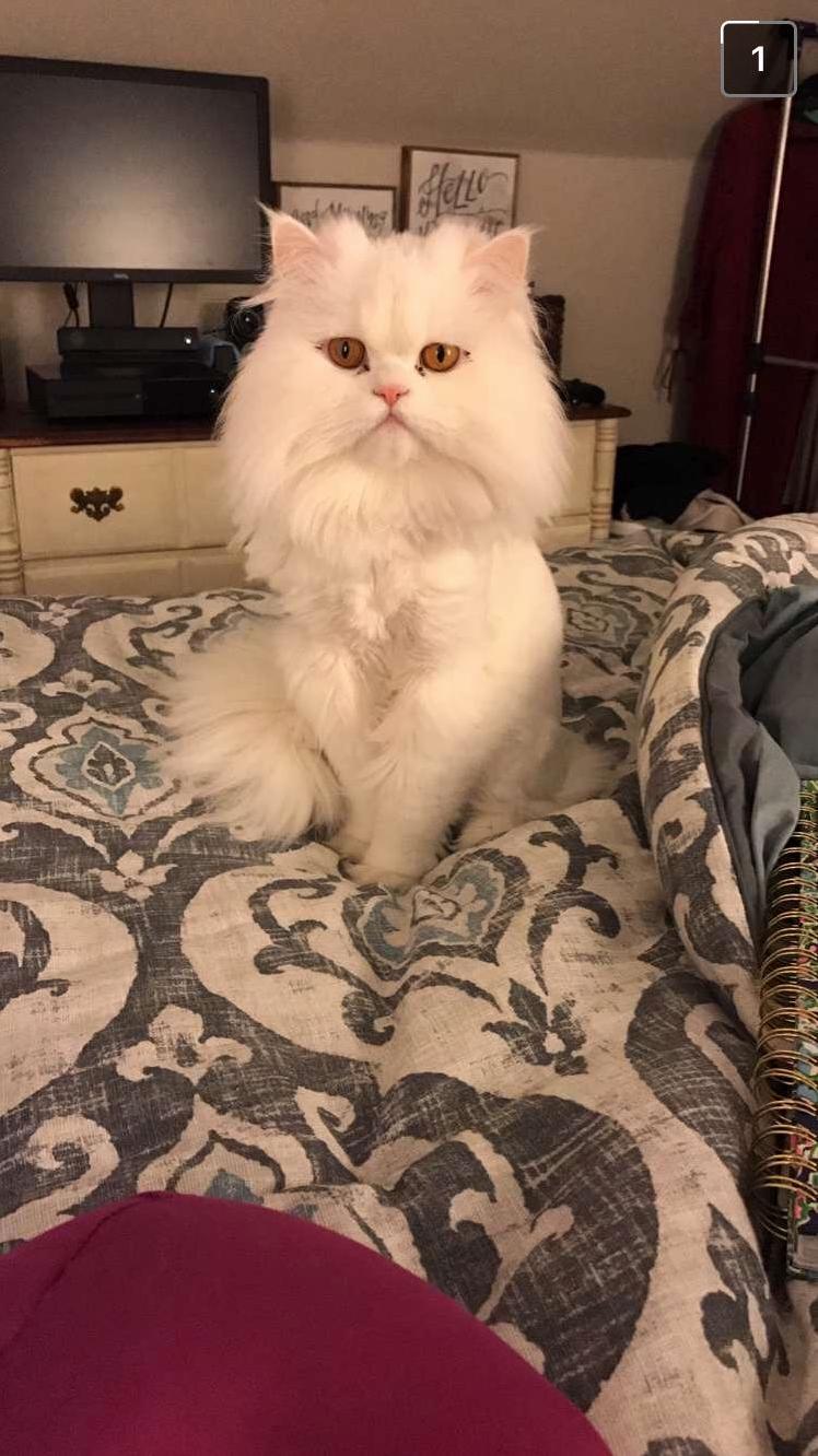 My Boy Remmy Seconds Before Attacking the Scratching Sound Coming from Under the Sheets