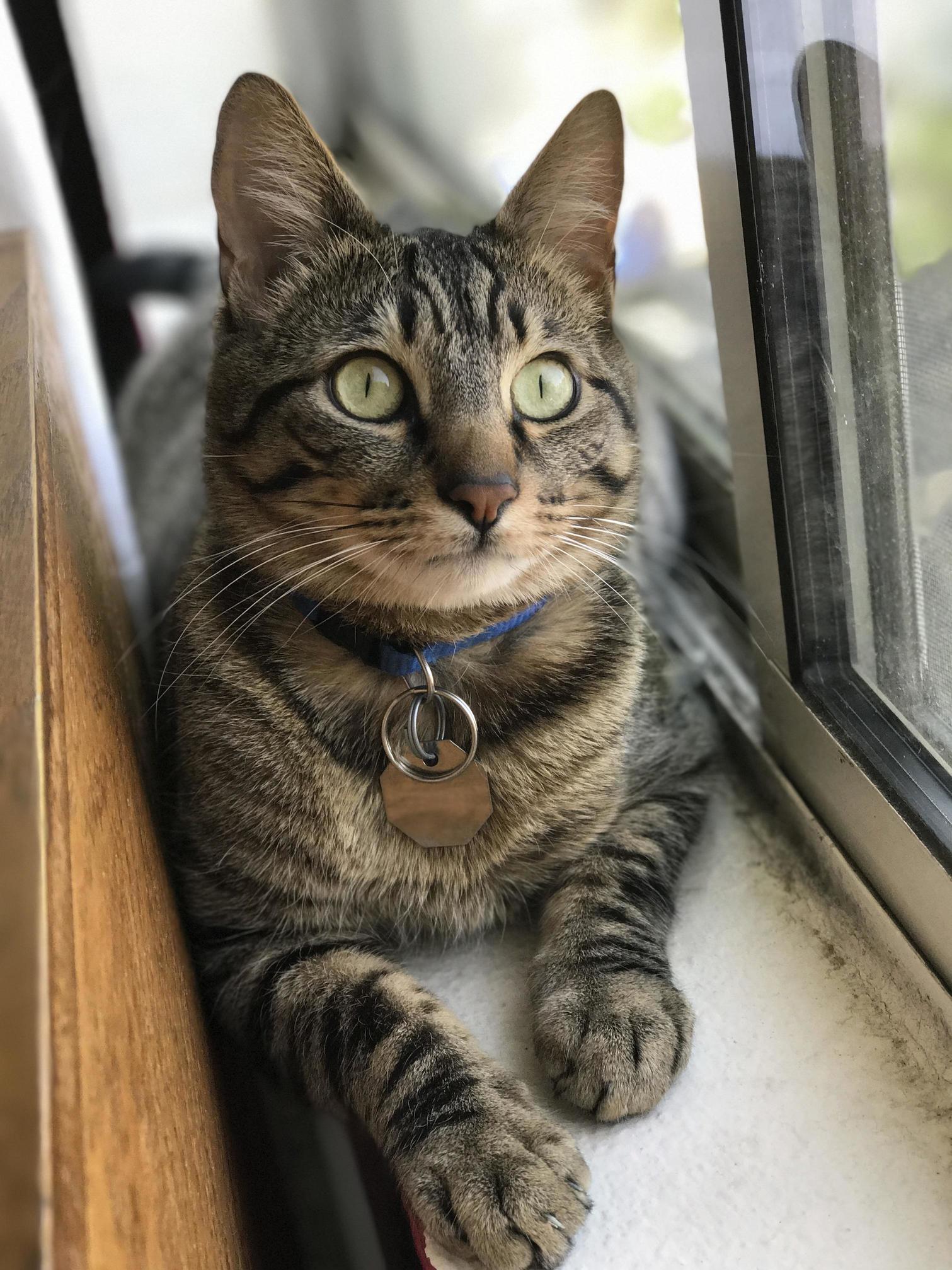 My Boy Taz. He Got Many Treats After This One