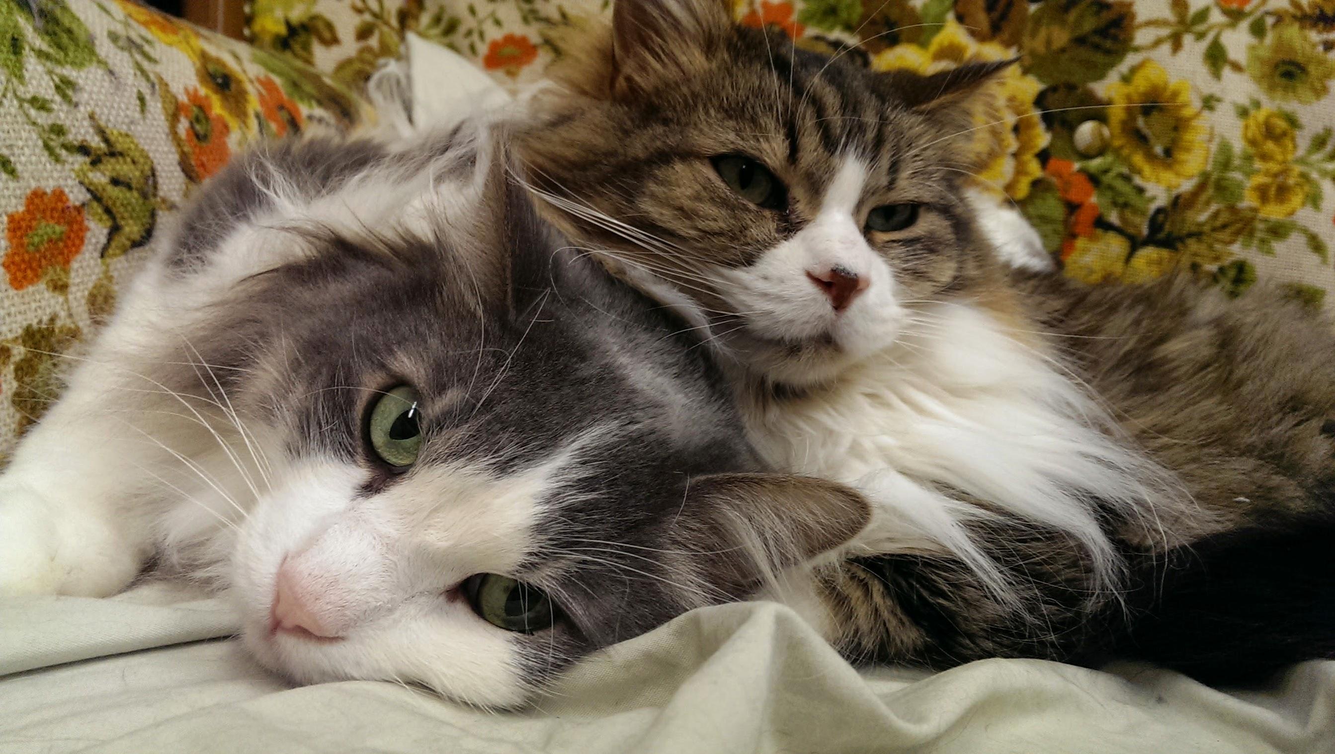 My Boys on an Ugly Couch