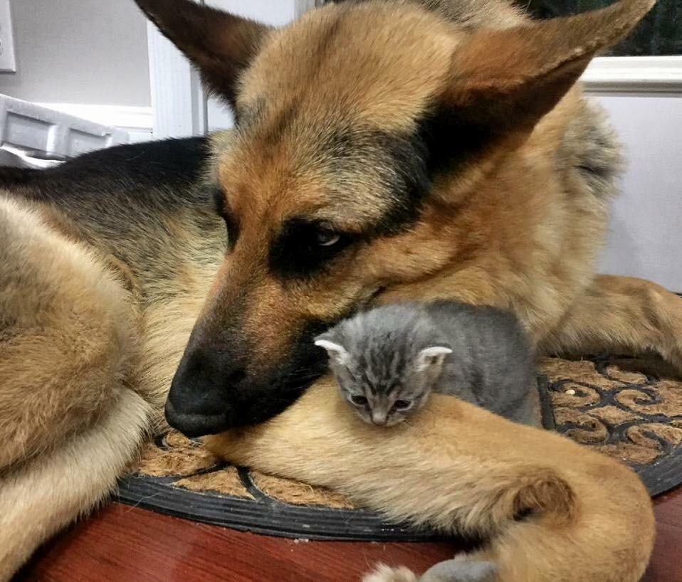 My Brother Found This Baby in the Lowes Parking Lot and Took Her Home. Loki Doesnt Know How to Feel Yet.