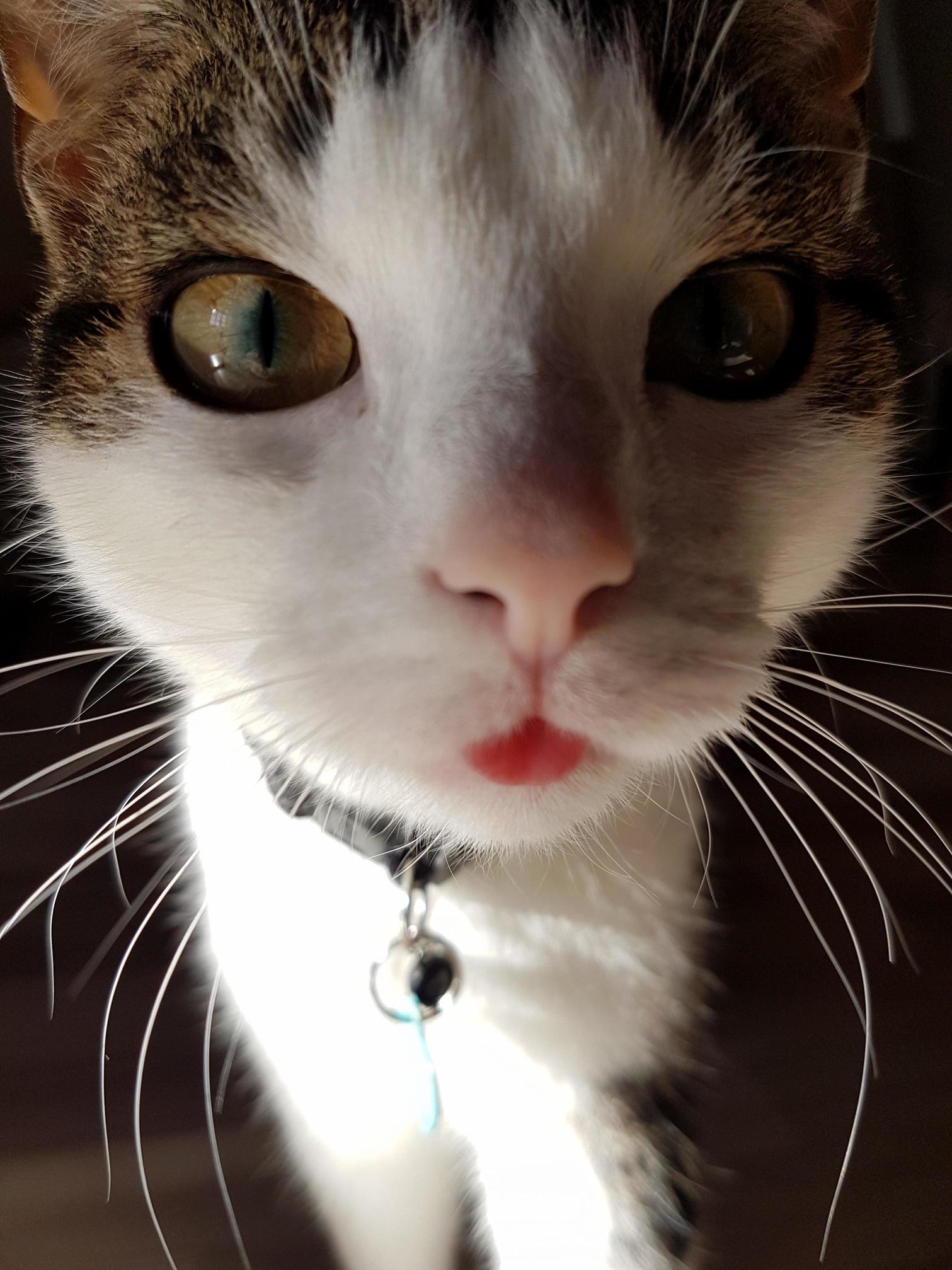 My Brothers Cat 3