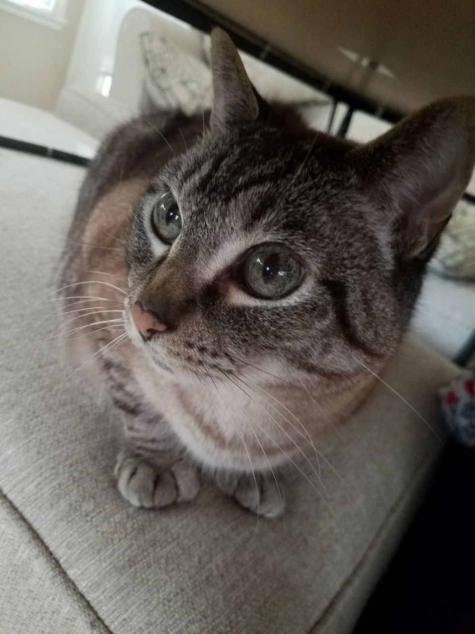 My Car Odin Watching a Video of Himself. Hes 12 and I Adore Him