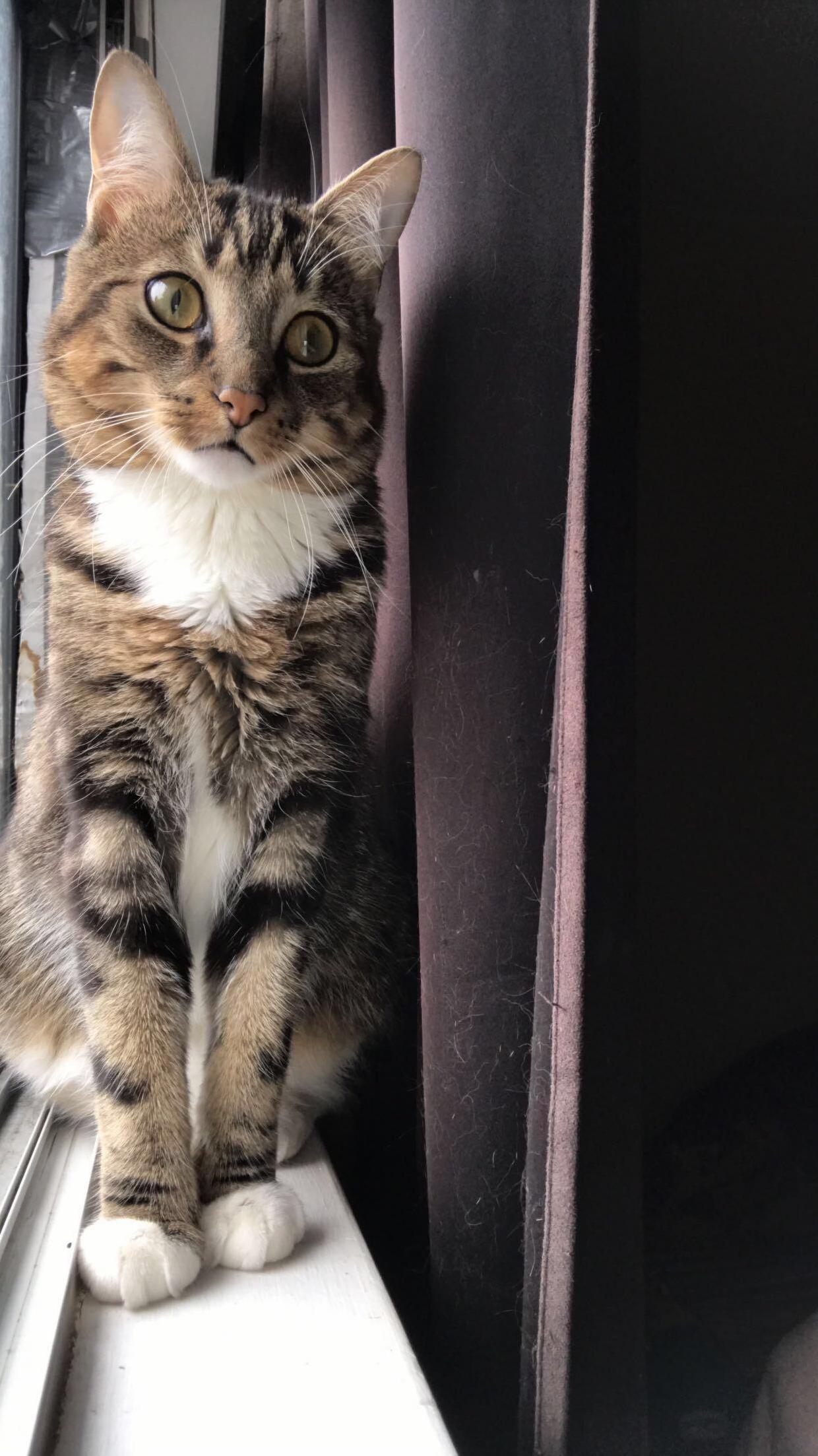 My Car Watching His Litter Being Moved Into the Basement.