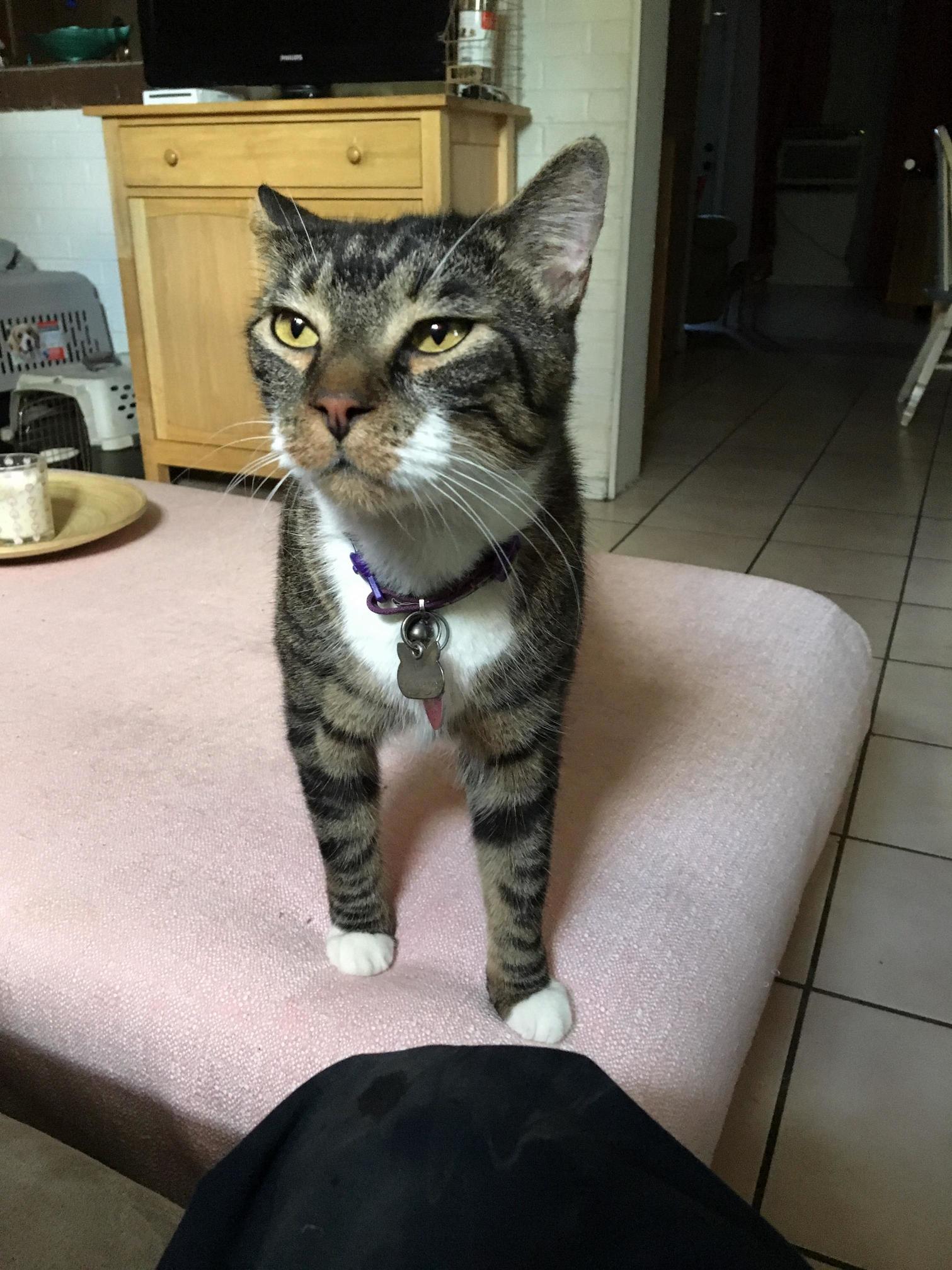 My Cat After His Afternoon Sniff of My Work Clothes.
