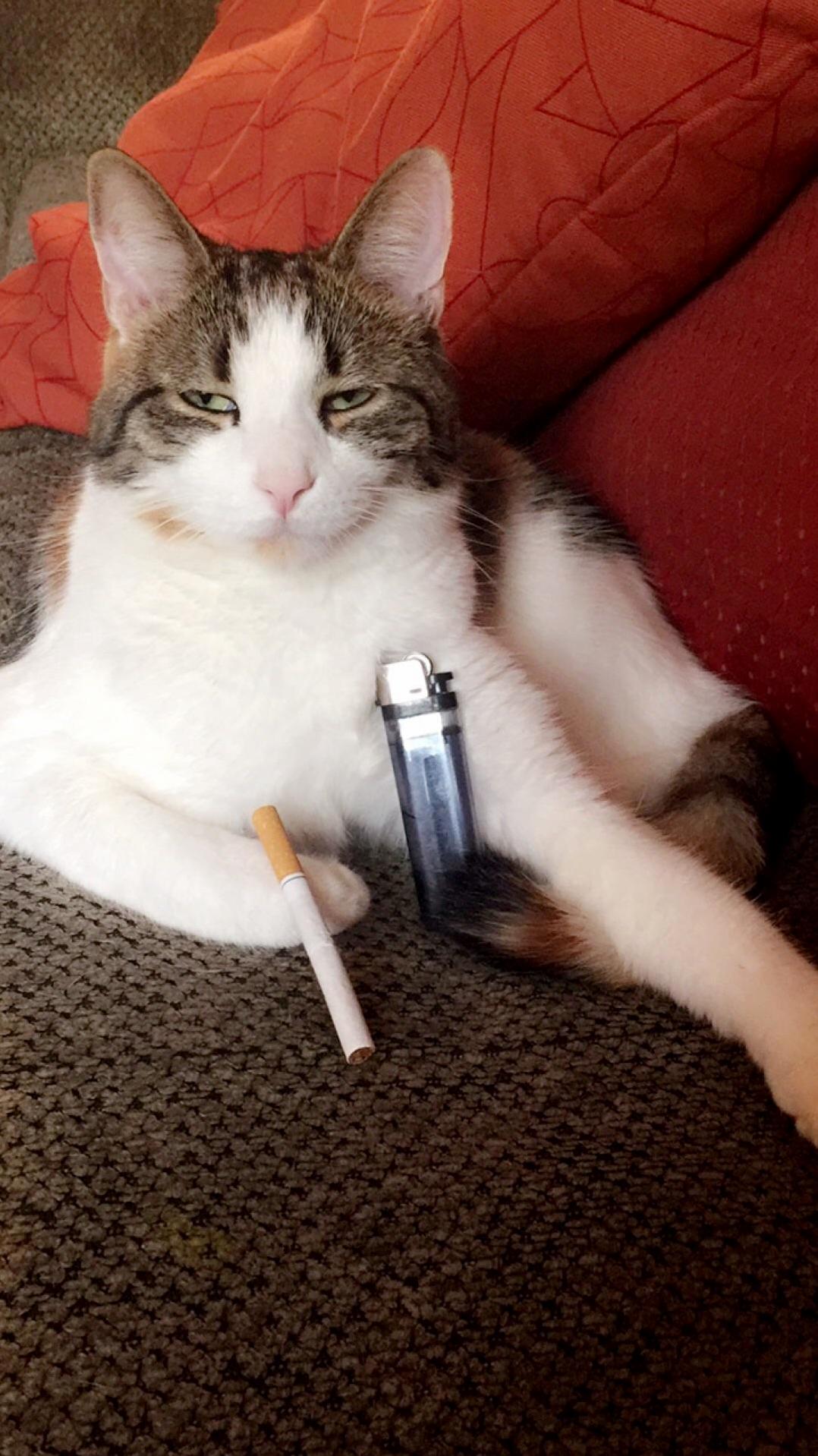 My Cat After She Kills a Spider