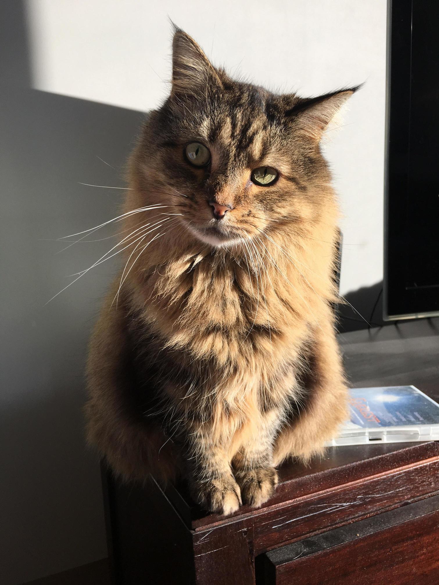 My Cat Billy Basking in the Morning Sun.