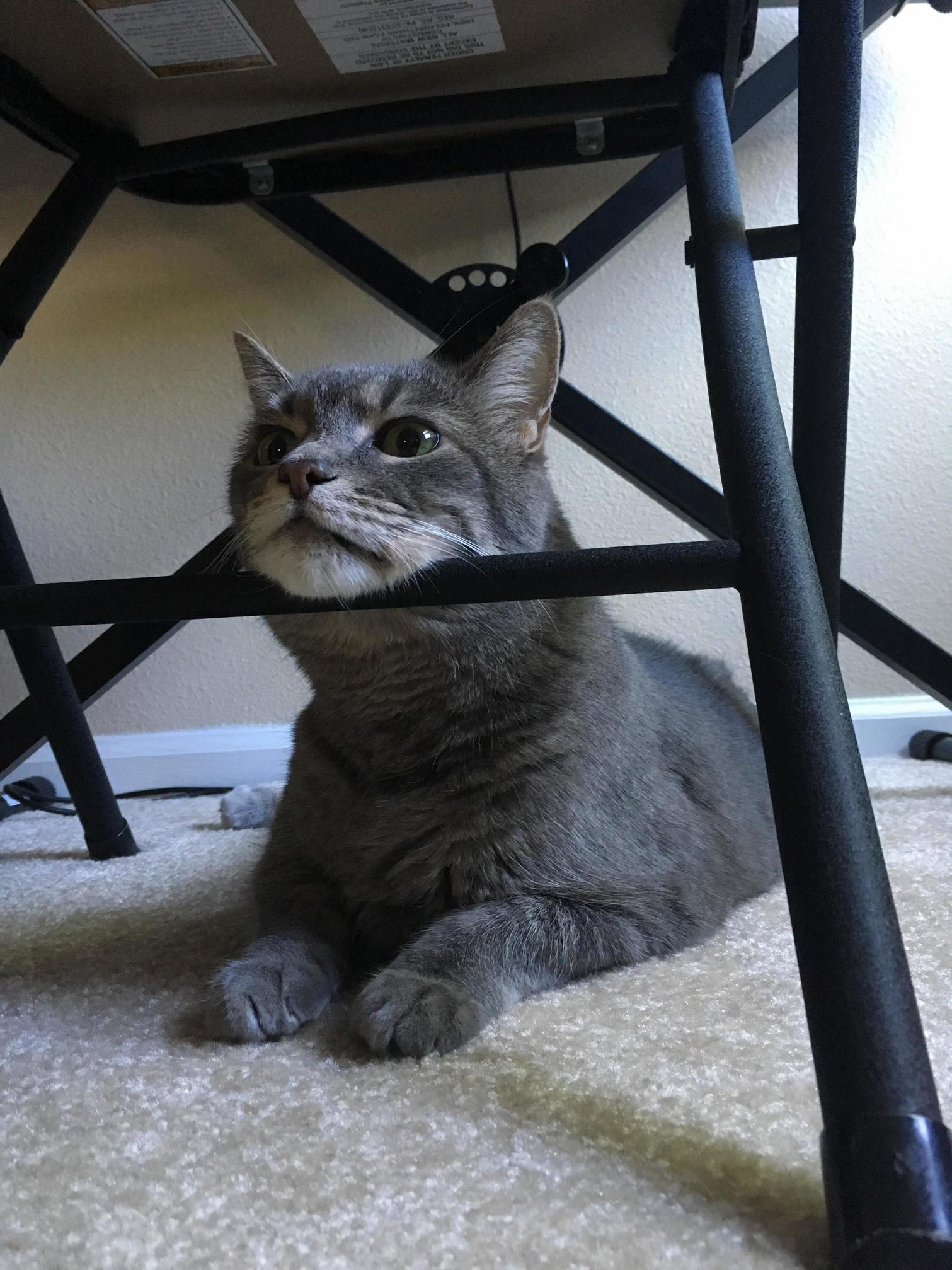 My Cat Can Be a Real Weirdo but I Love Her