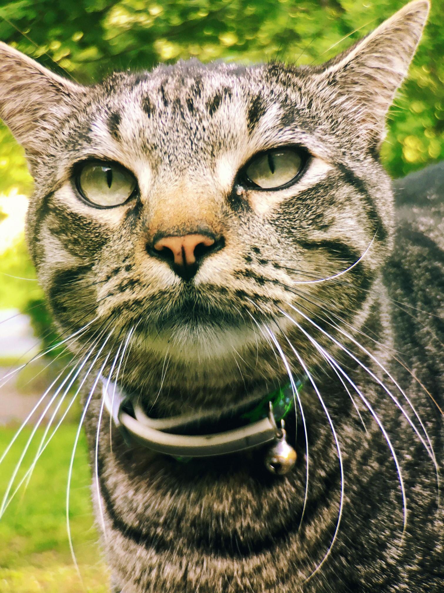 My Cat Cleo Is Happy to See My When I Return from College