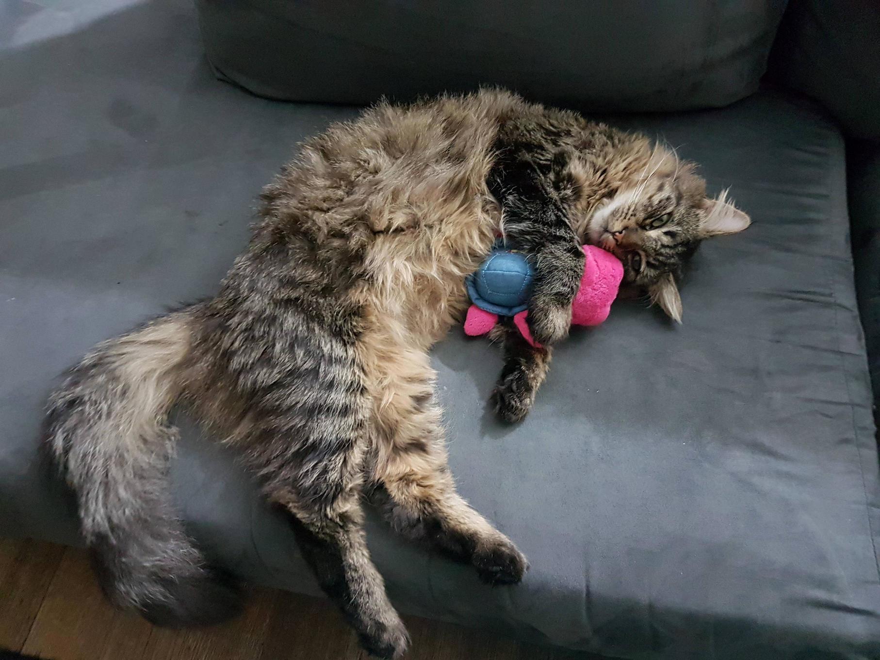 My Cat Cuddled Up with His Turtle