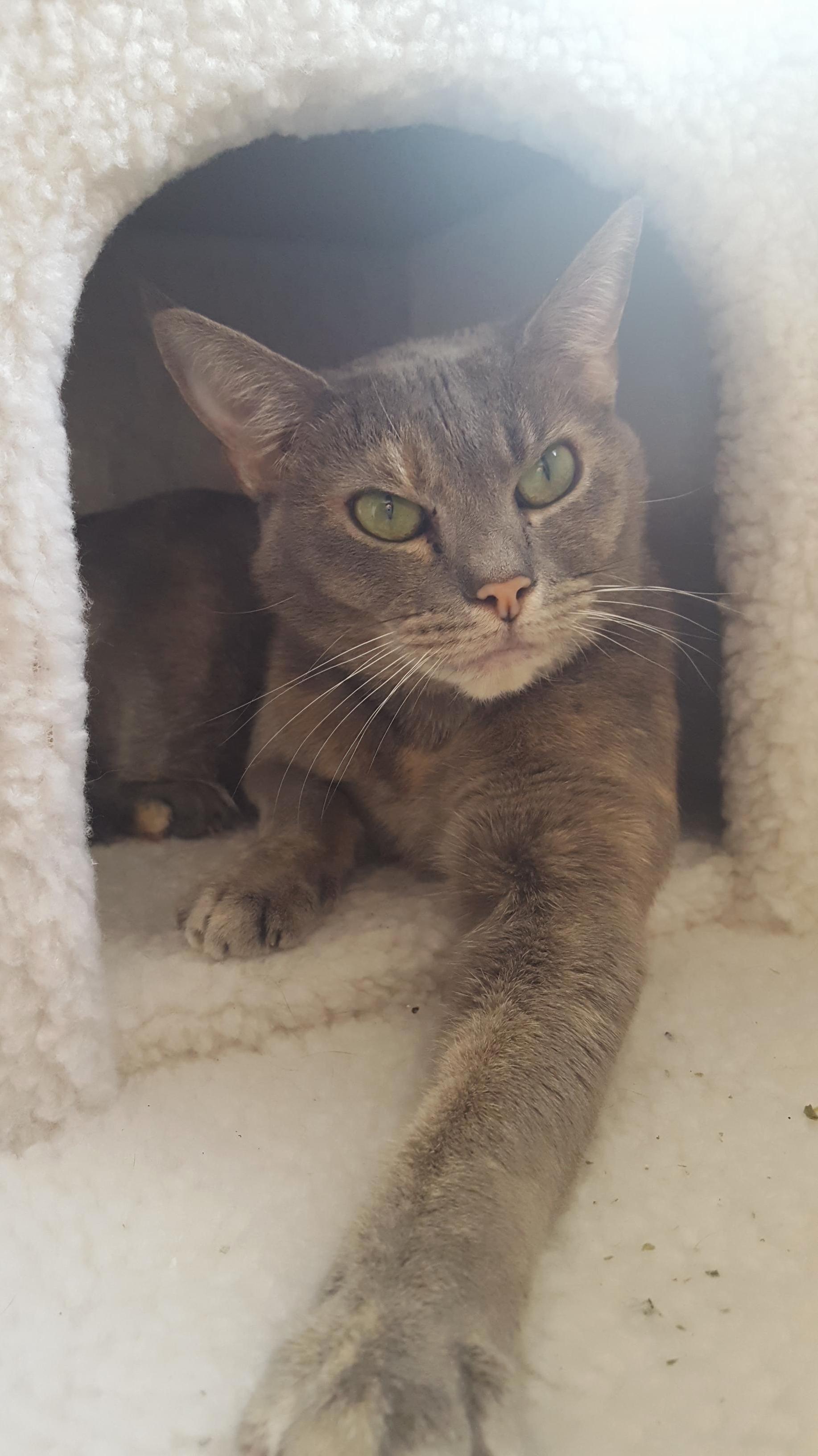 My Cat Has a Permanent Scowl. Shes Not As Mean As She Looks Though