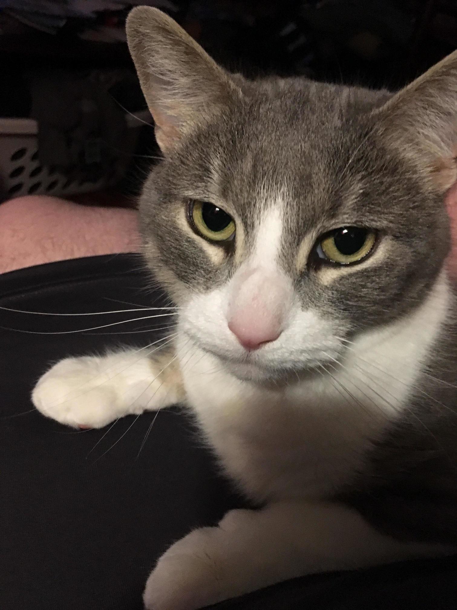 My Cat Is Just Perpetually Pissed Off.