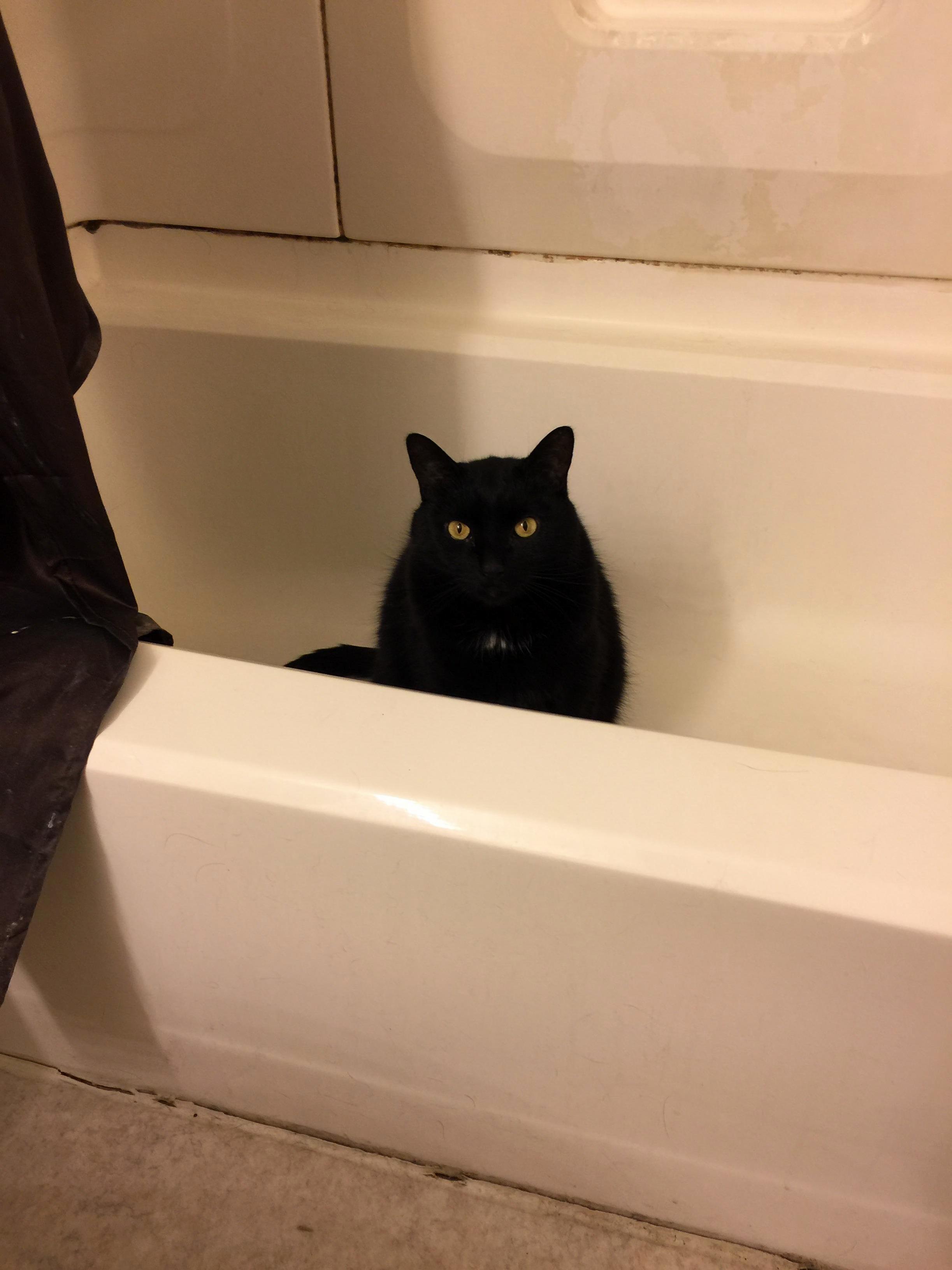 My Cat Is Missing. Im 2 Flights Away. Hes Never Been Outside. We Live in a Native Village in Alaska Where Many Carnivores Higher Than Him on the Food Chain Roam Constantly. Testing My Buddhist Calm.