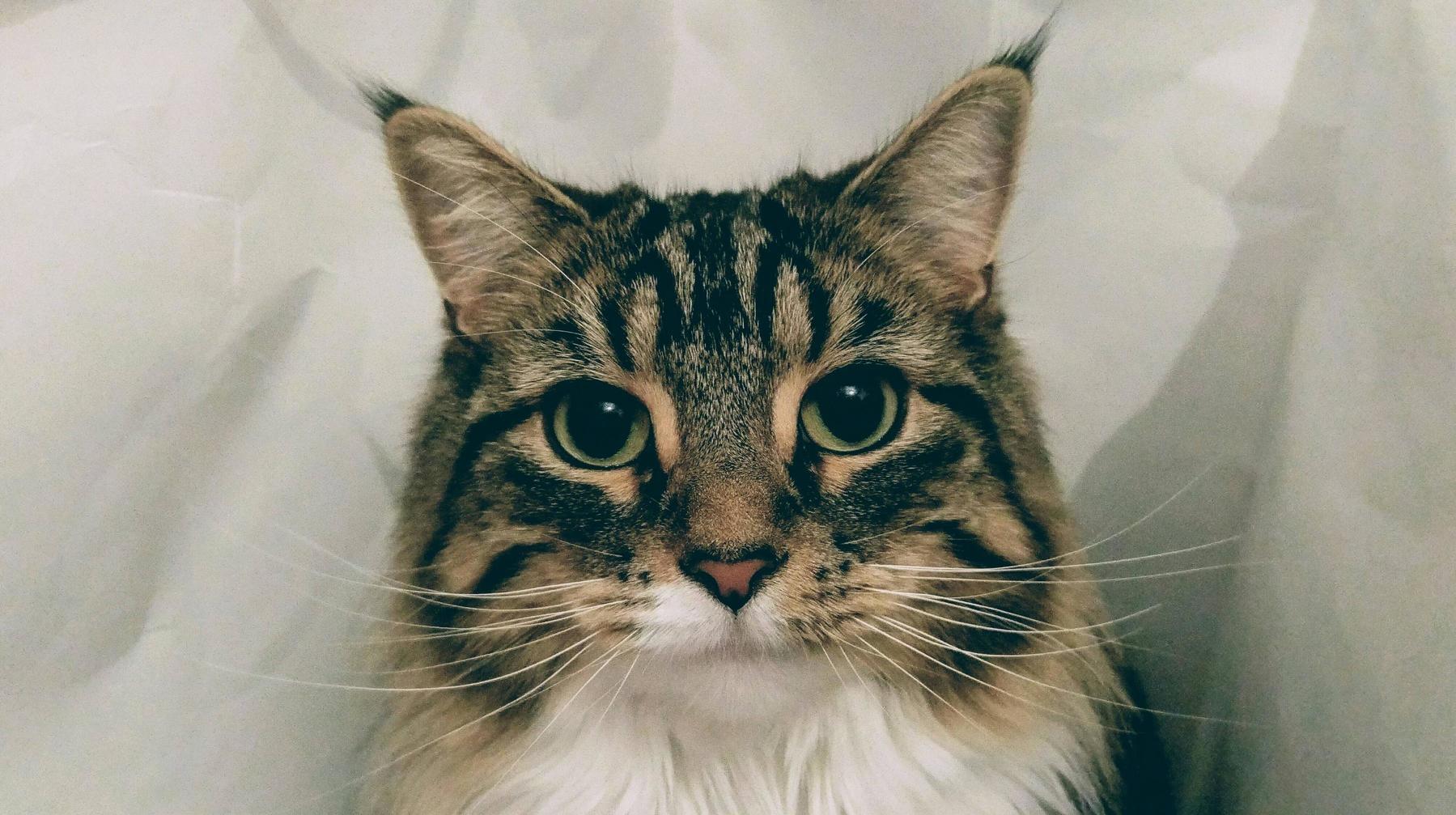 My Cat Is Prettier Than Me