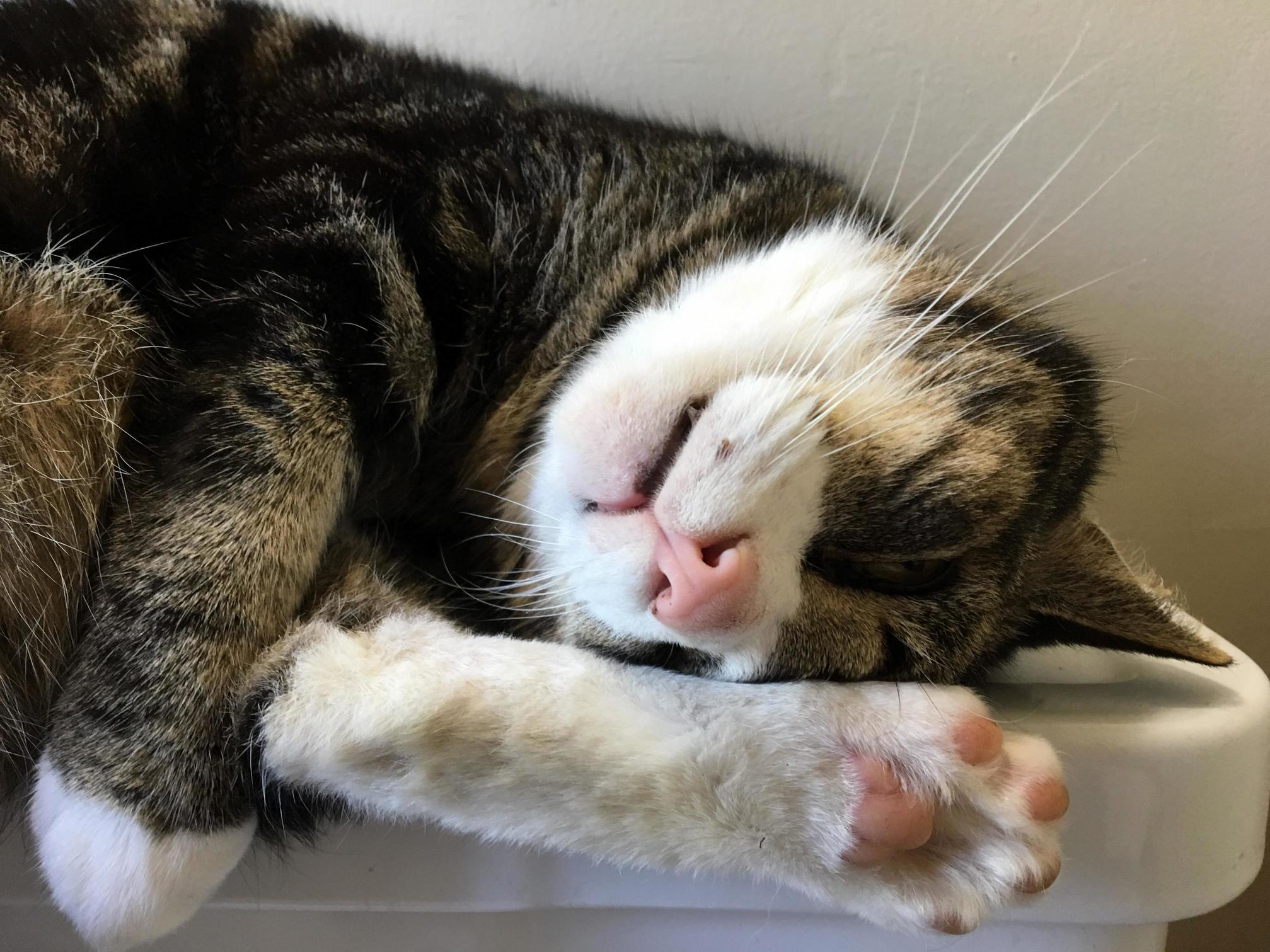 My Cat Likes to Sleep on the Back of the Toilet