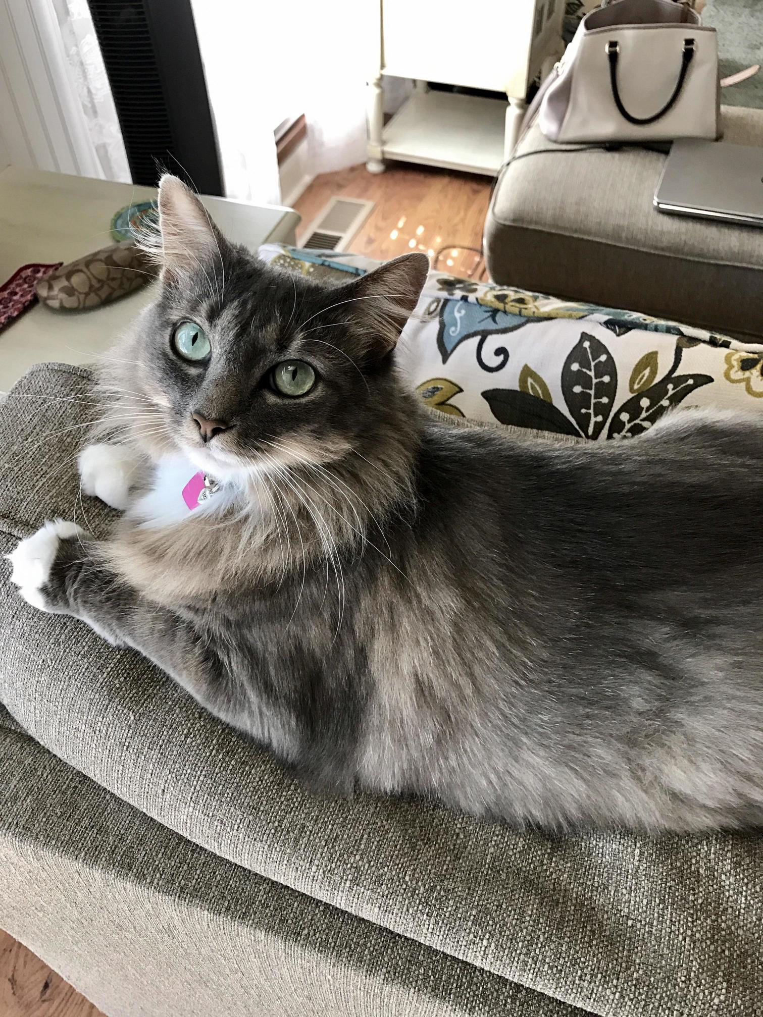 My Cat Lola I Found Her in a Gas Station Parking Lot.