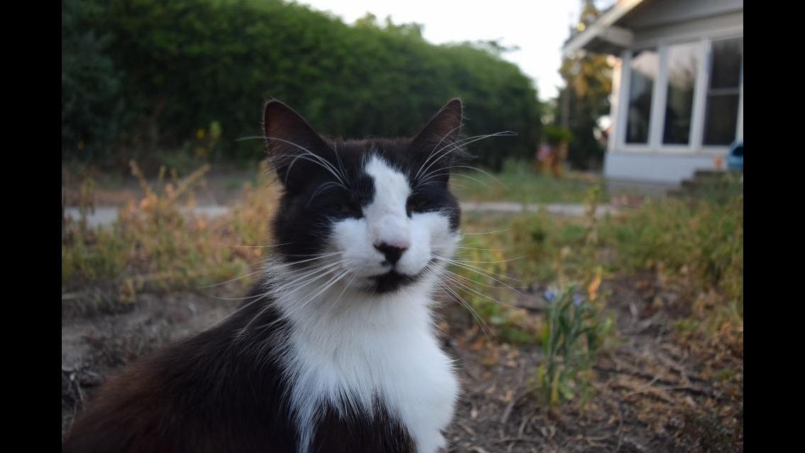 My Cat Looks High in This Photo.