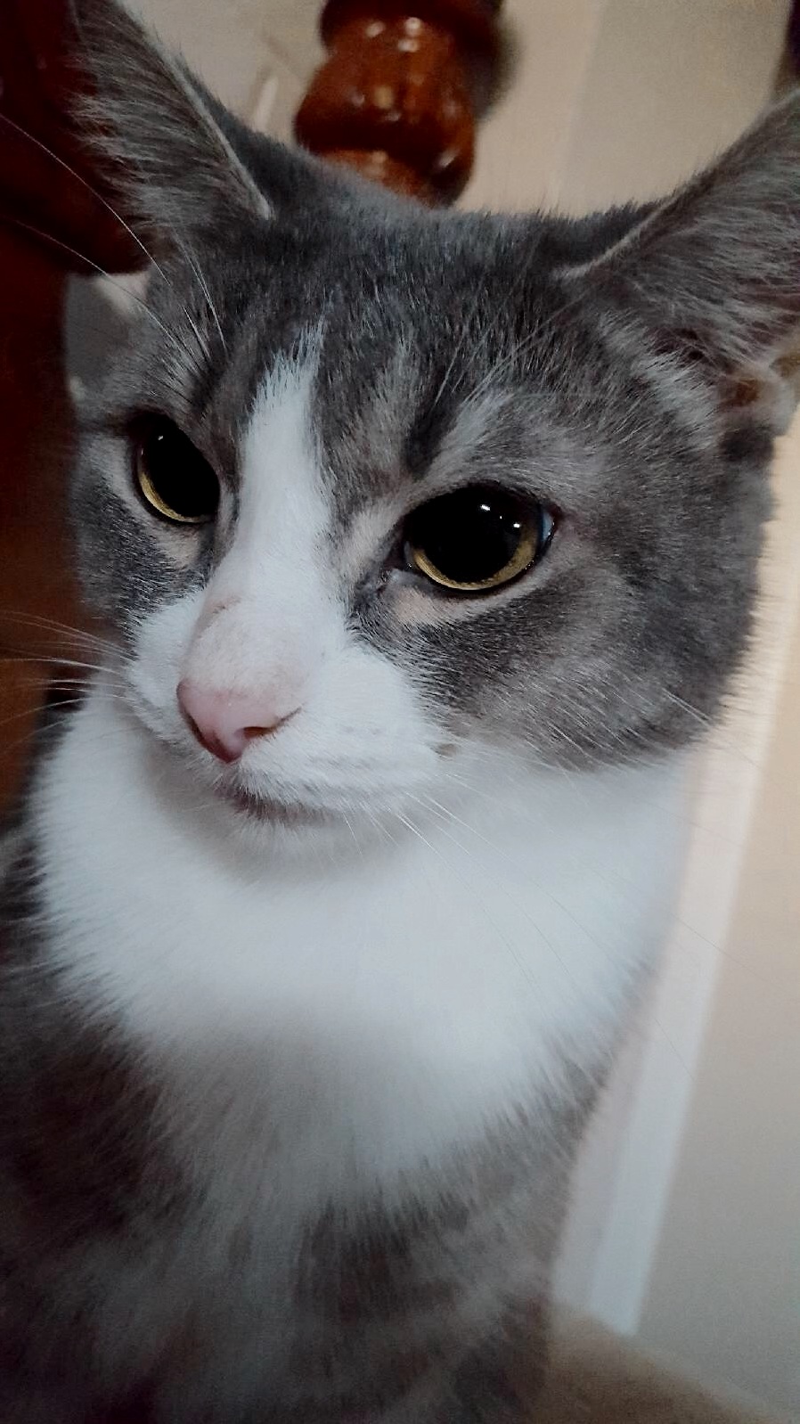My Cat Loves to Pose