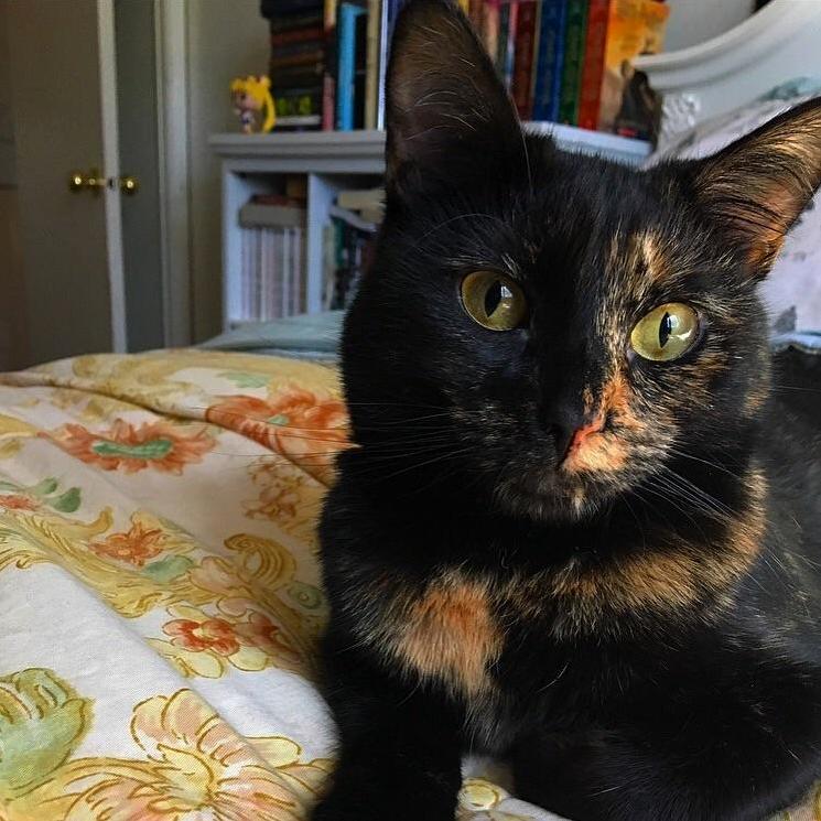 My Cat Luna