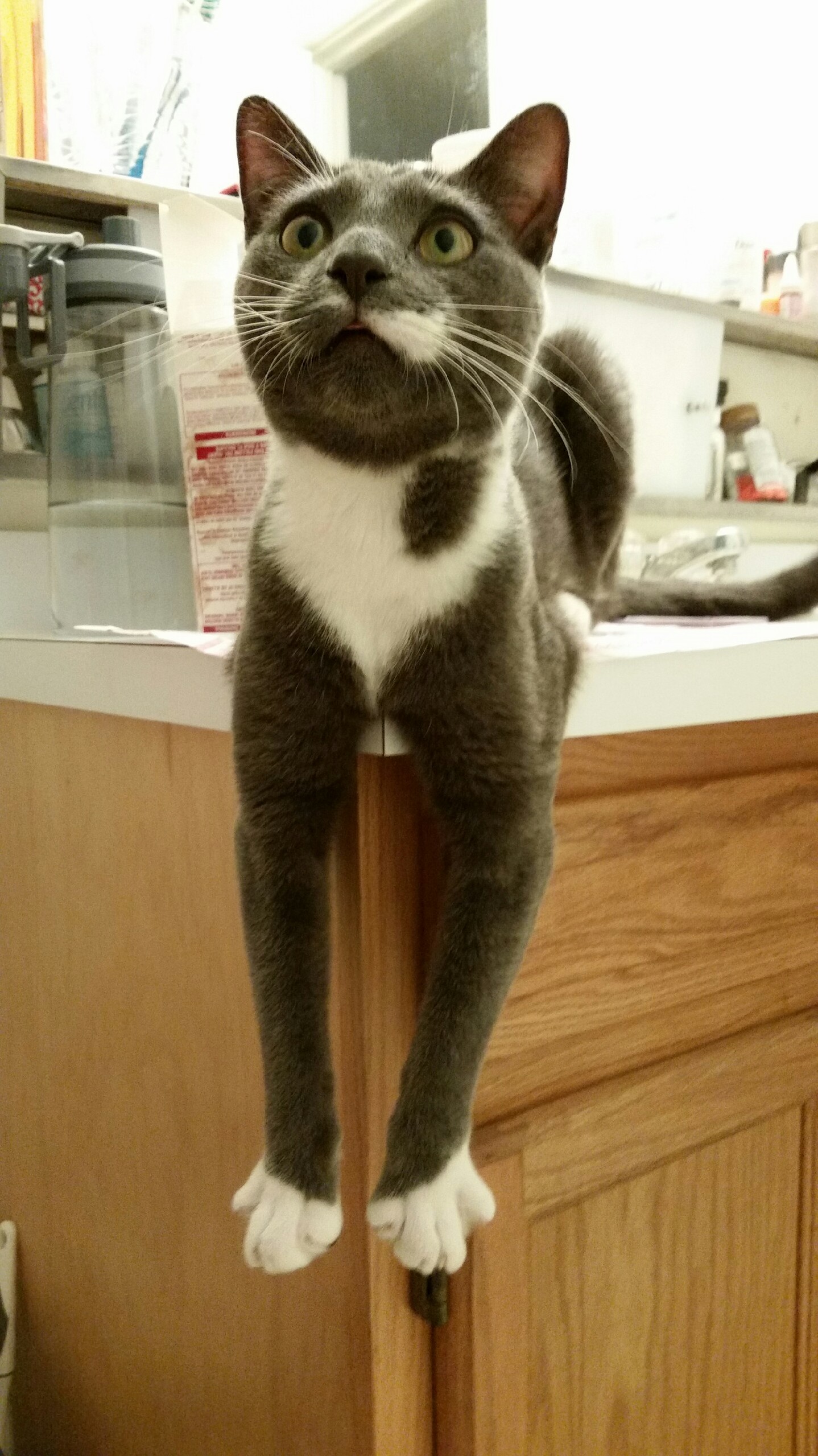 My Cat Milky Being a Derp