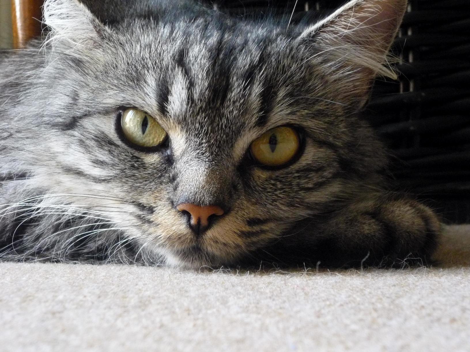 My Cat Muse