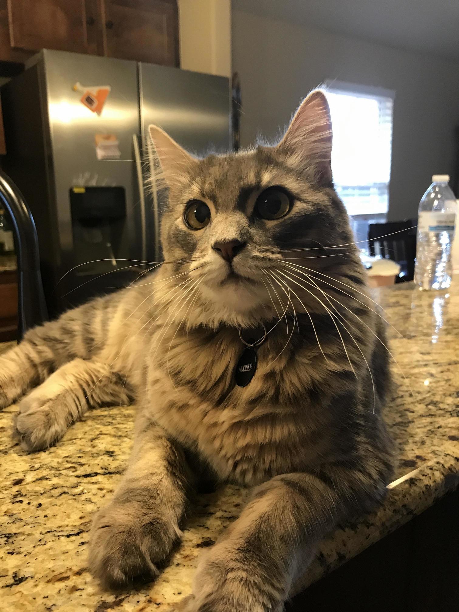 My Cat Noodle Says Hi