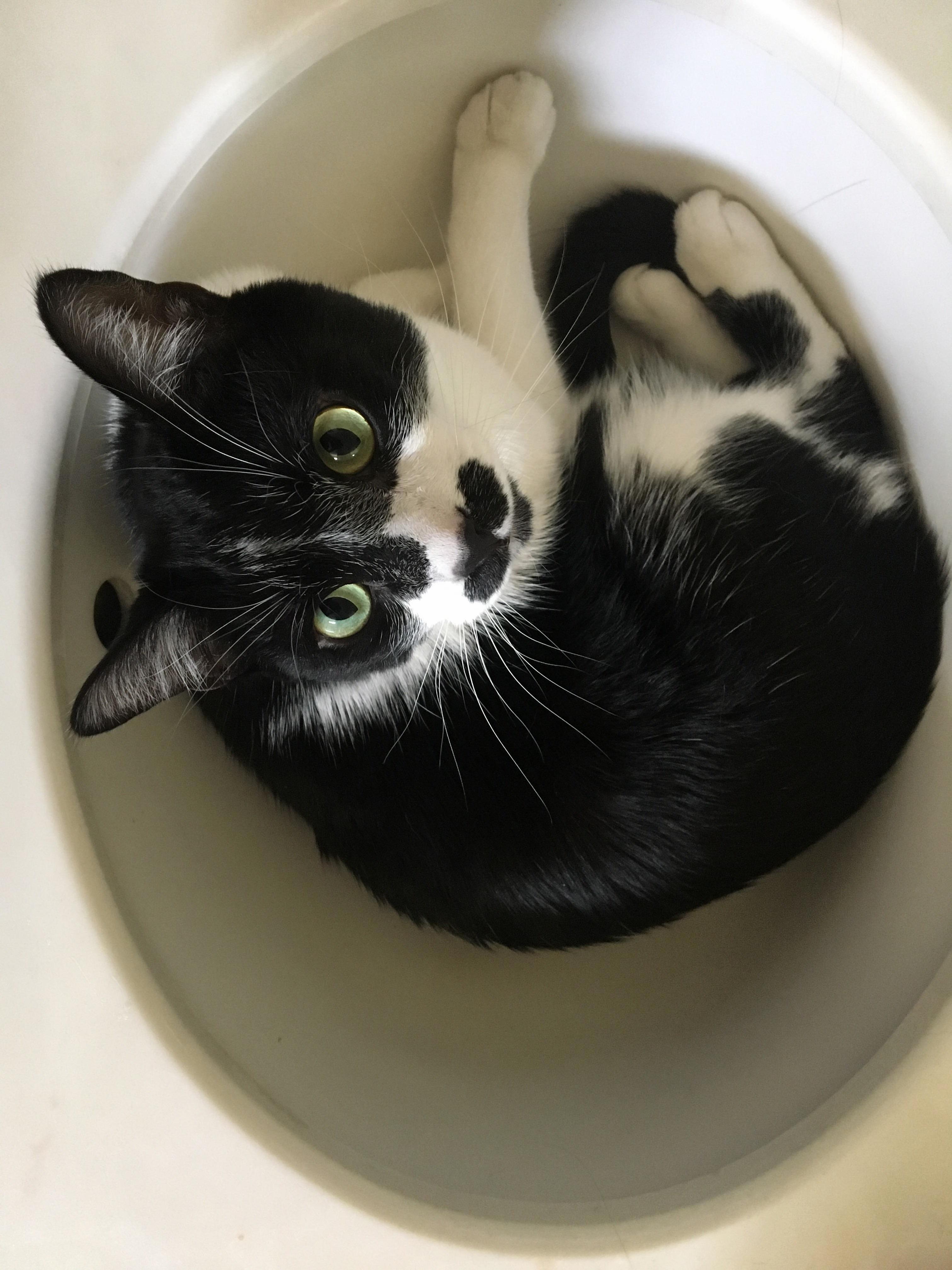My Cat Sushi Just Chilling in the Sink
