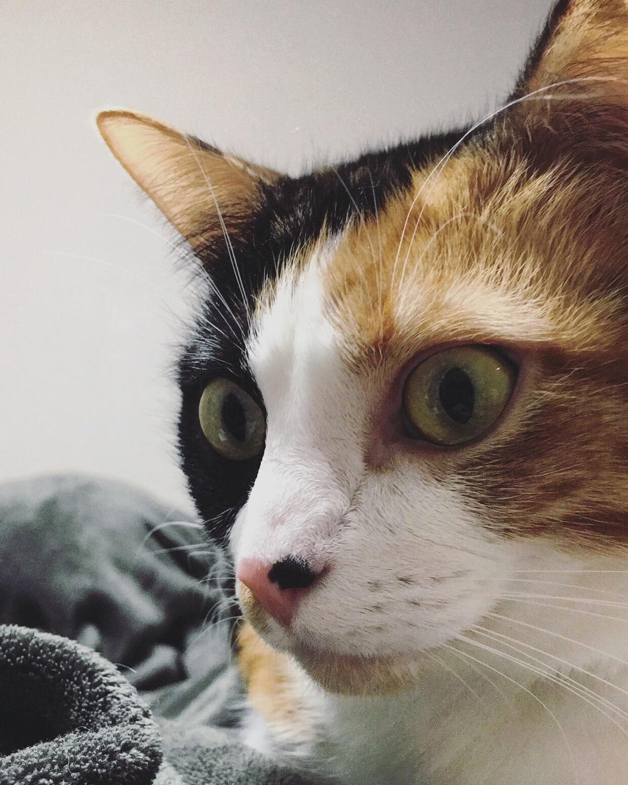 My Cat Tabitha Knows All the Right Angles.