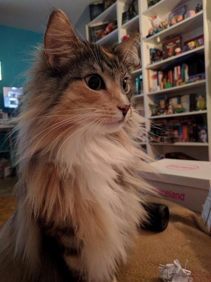 My Cat Tara Is a Very Nervous Creature but Also Sooo Cute
