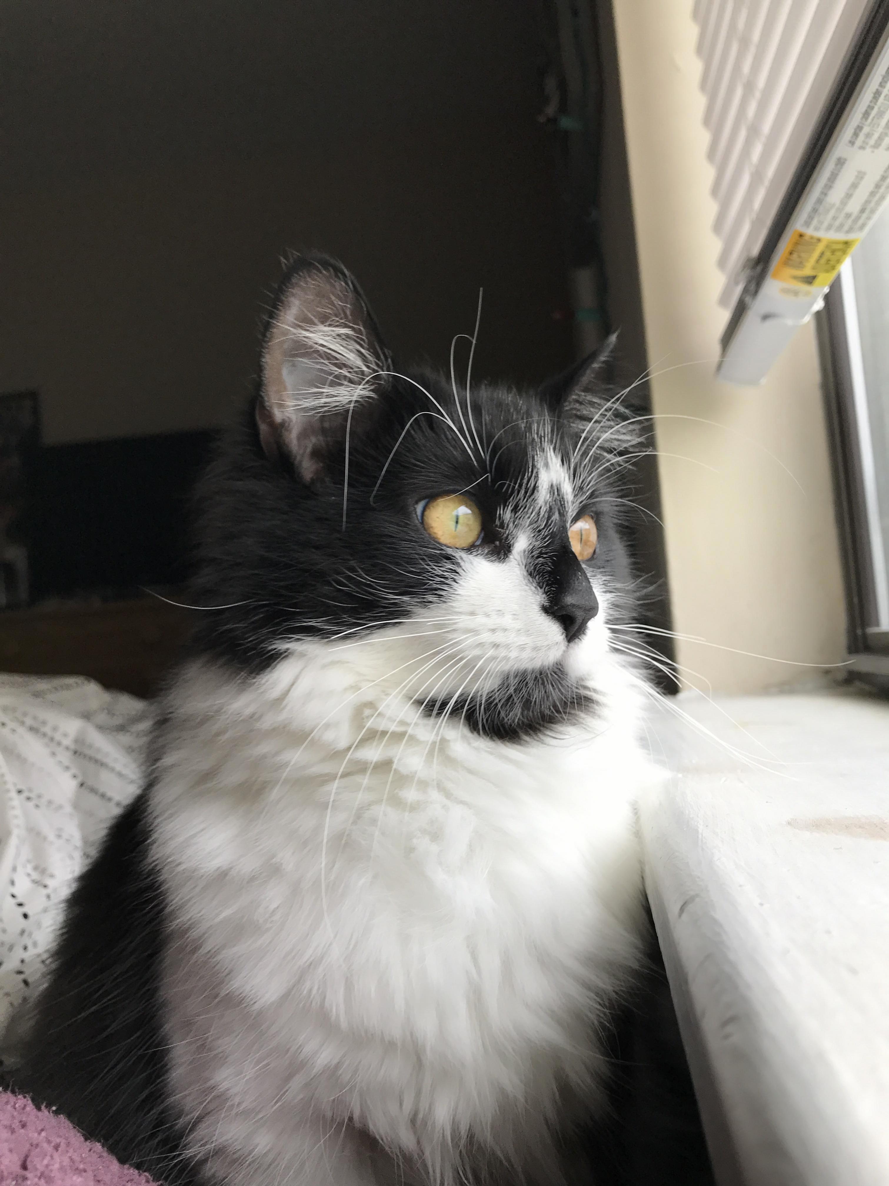 My Cat Wakes Me Up Every Morning Looking Out the Window.