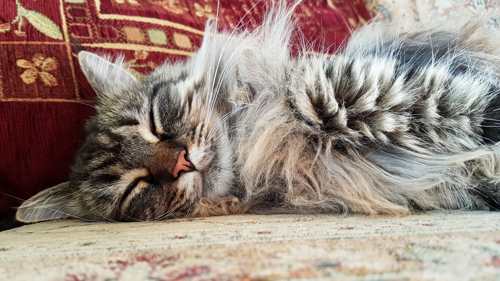 My Cat Who I Love