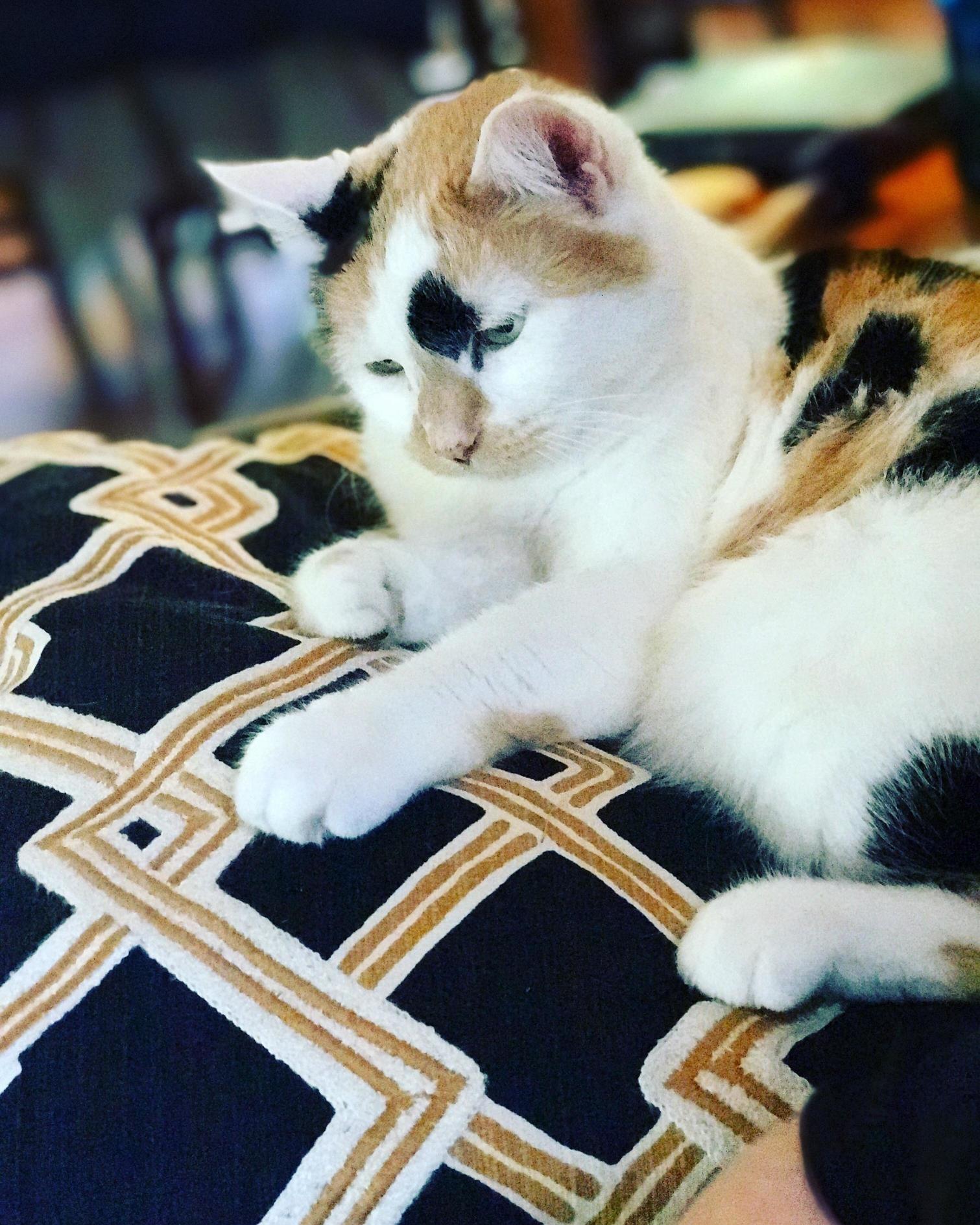 My Catqueen on Her Matching Pillow