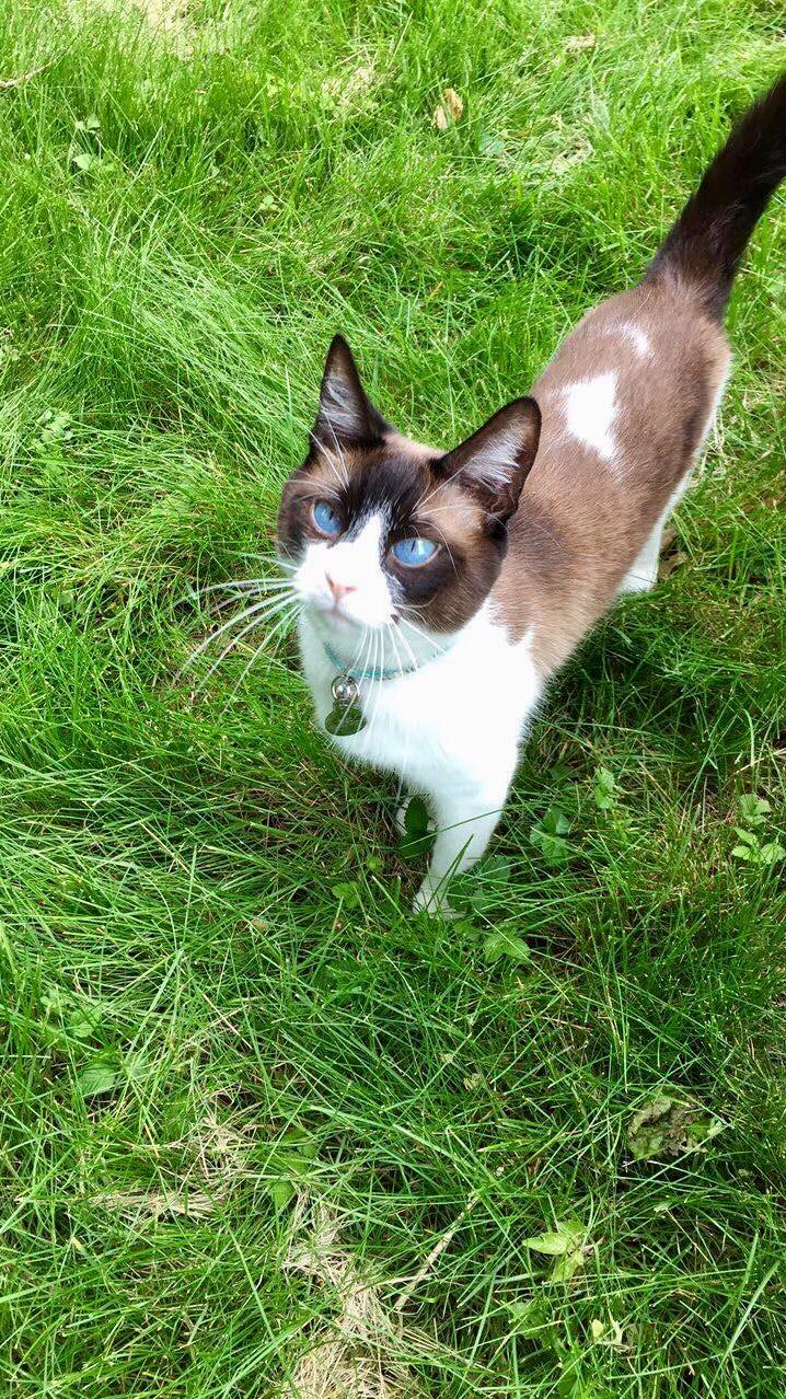 My Cats First Time Outside