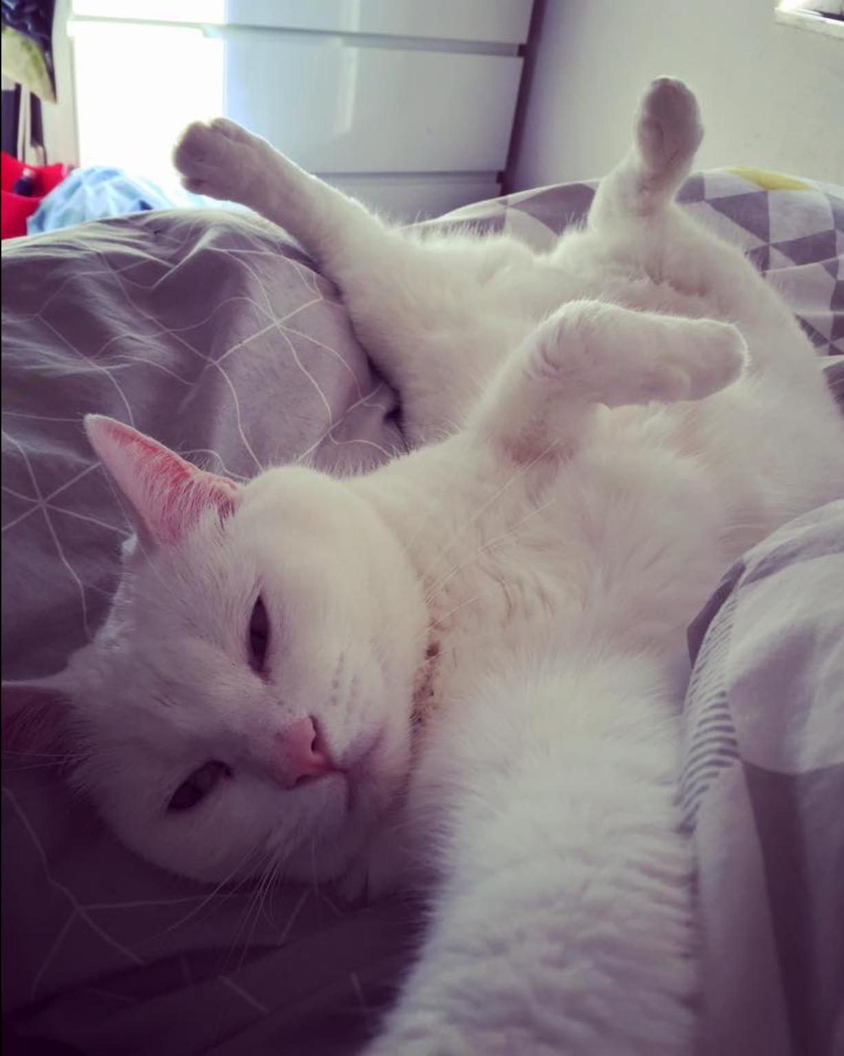 My Cats Selfies Are a Bit Weird