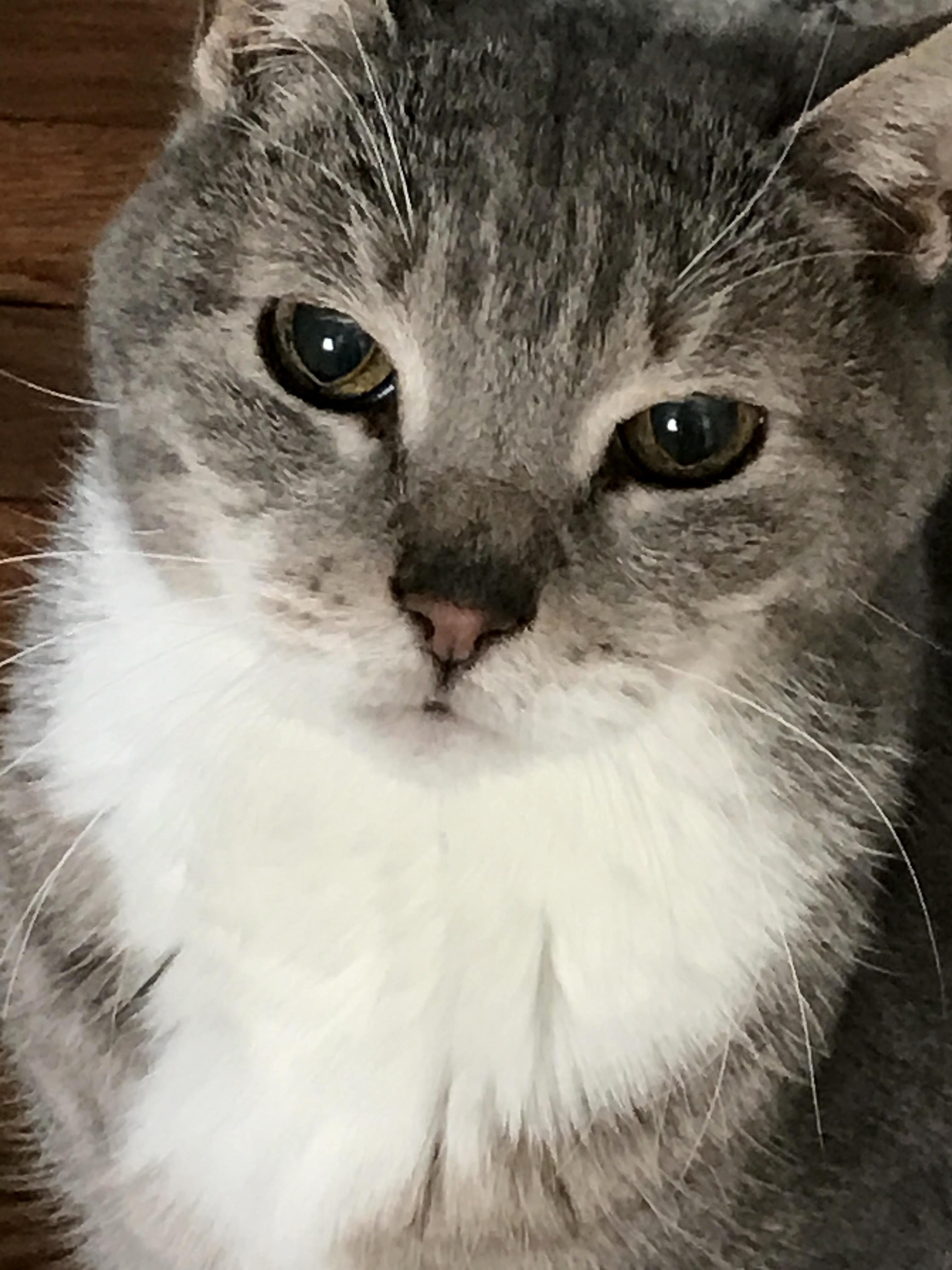 My Childhood Cat Mickey Passed Away Yesterday. I Ll Miss You Buddy.
