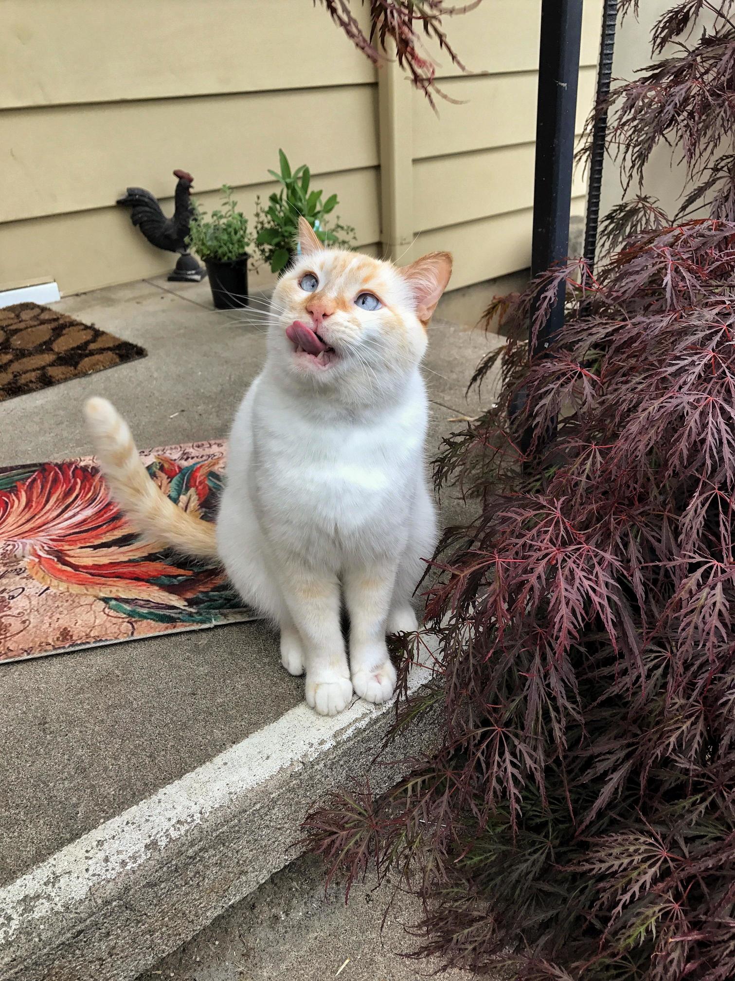 My Cross Eyed Cat Trying to Act Casual