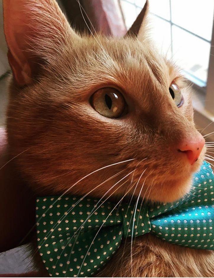 My Dapper Fellow